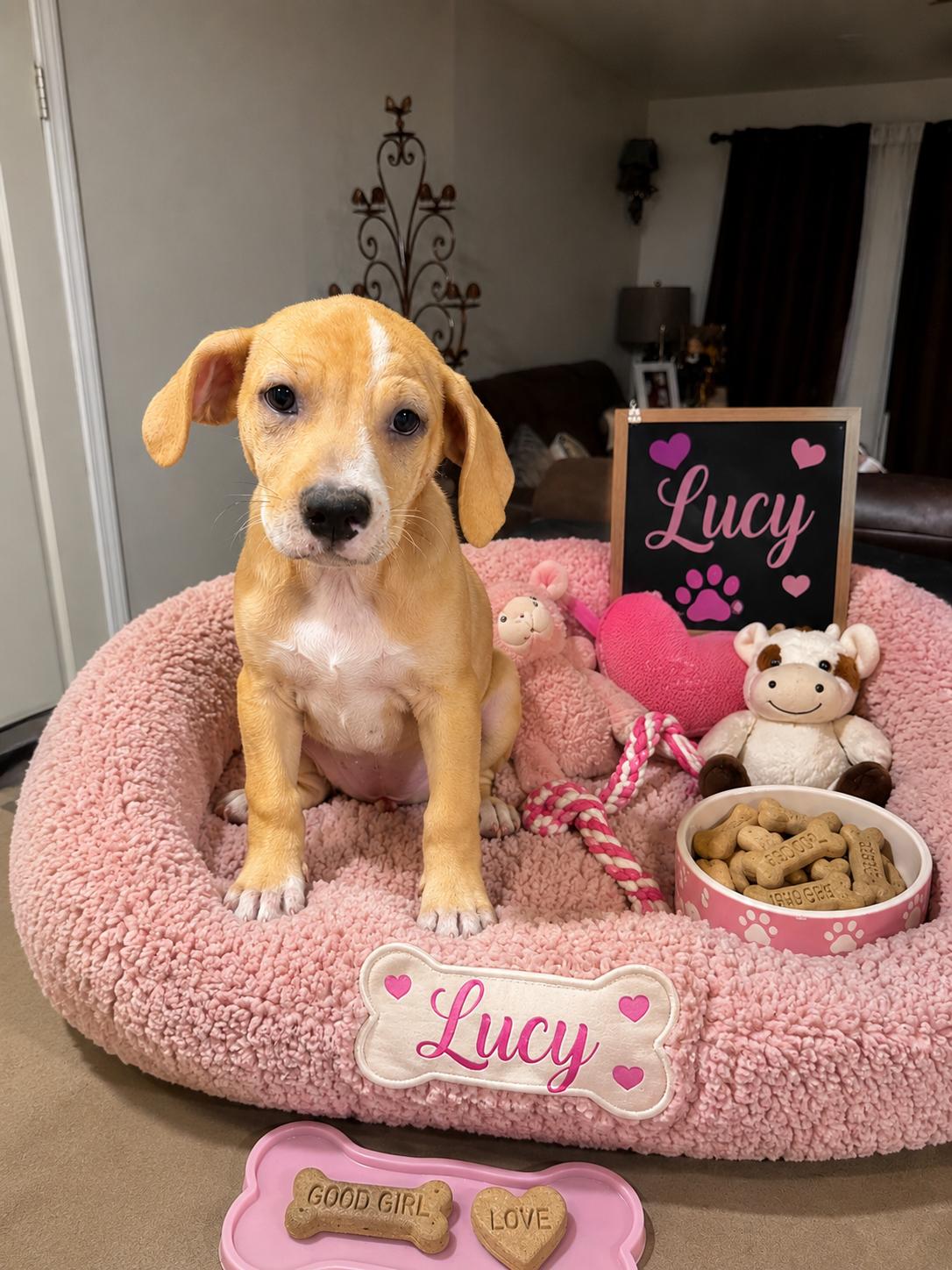 Lucy, Adoptable, Young Female Beagle.
