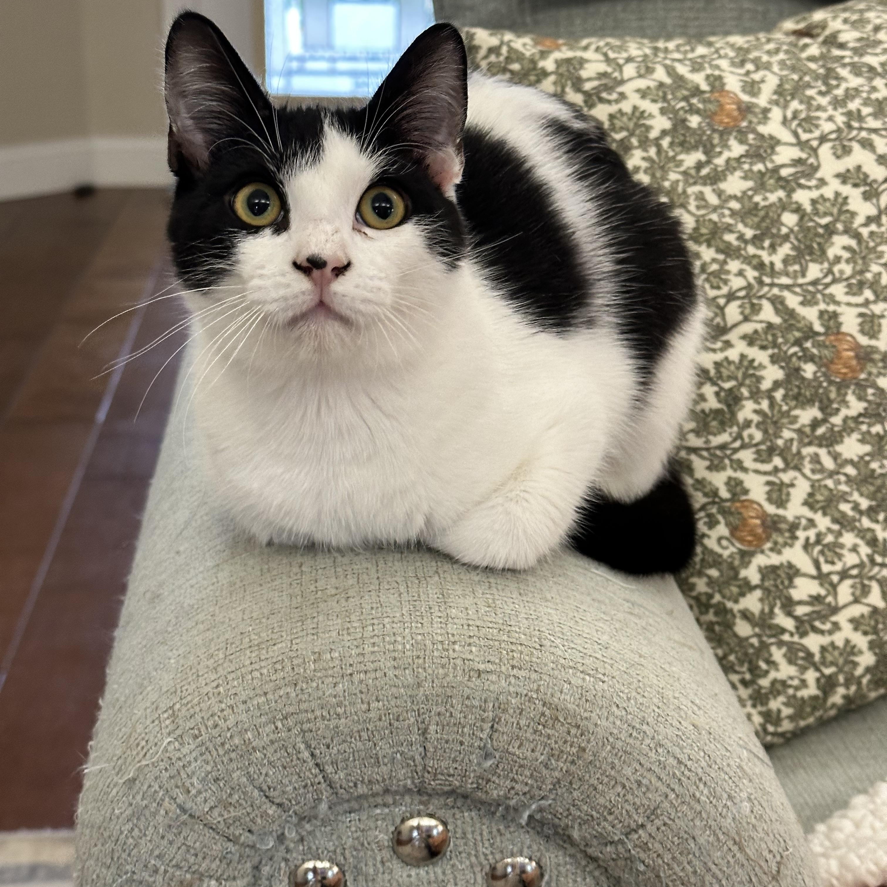 Enlarge Kirk, a ADOPTABLE Domestic Short Hair in Visalia, CA image 1/5