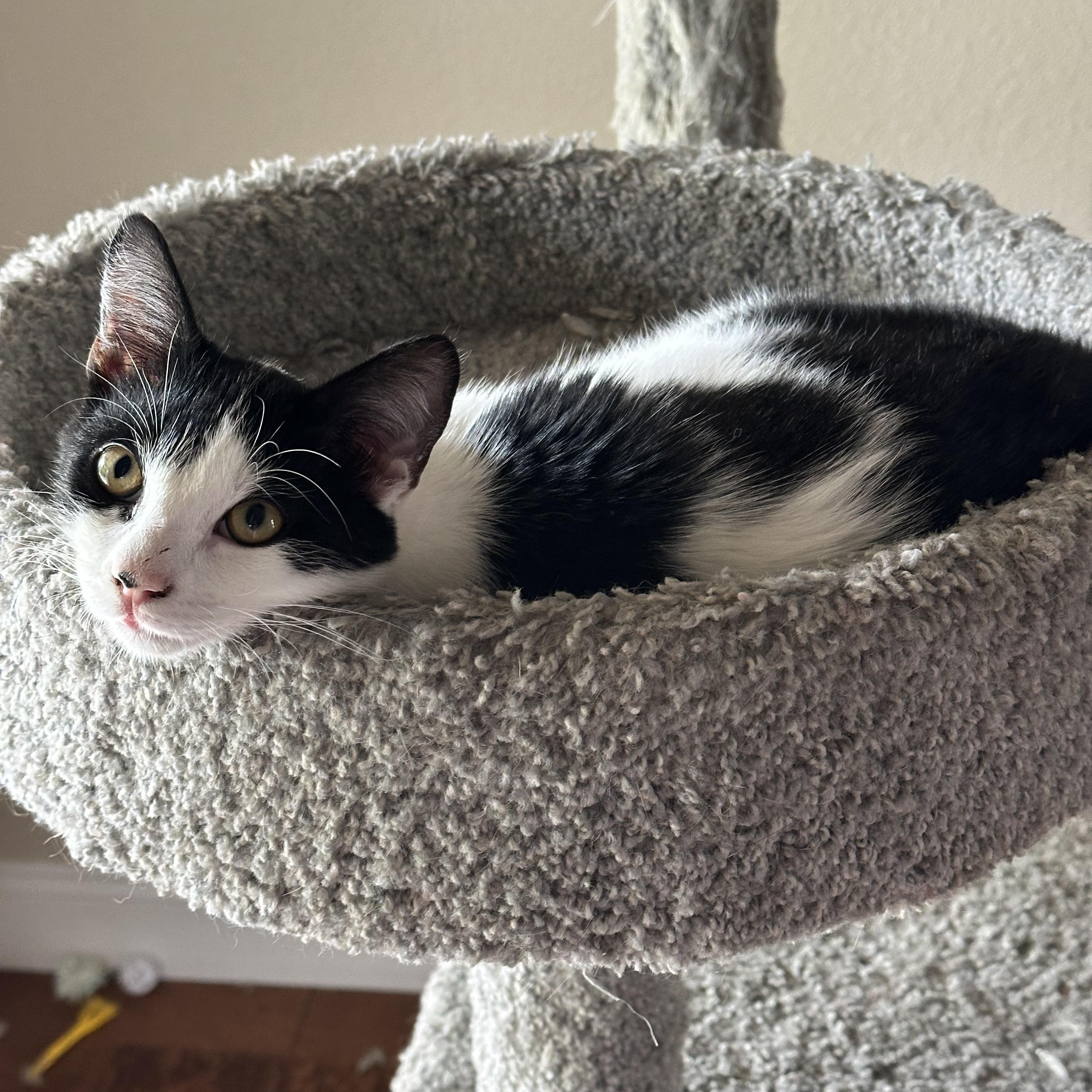 Enlarge Kirk, a ADOPTABLE Domestic Short Hair in Visalia, CA image 2/5