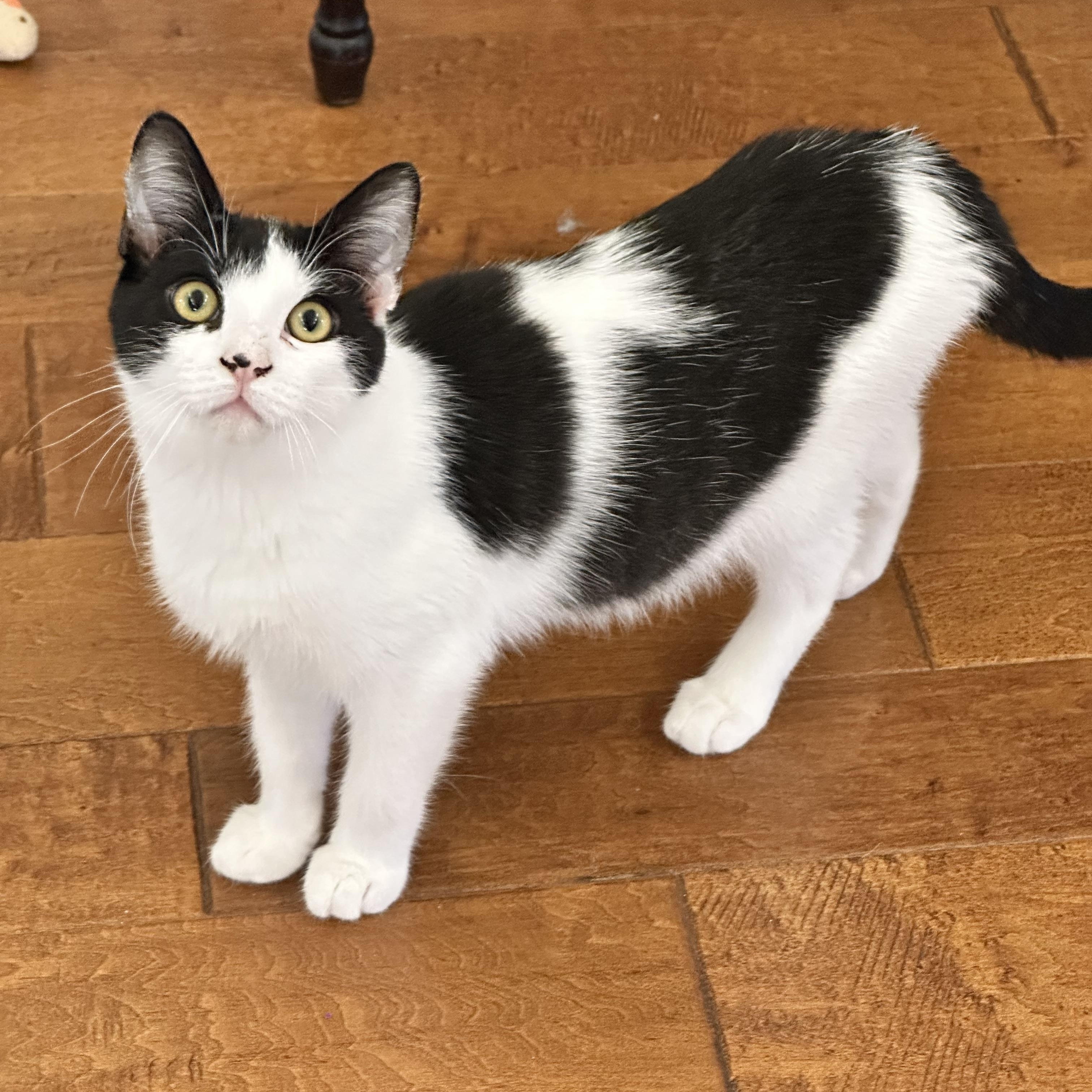 Enlarge Kirk, a ADOPTABLE Domestic Short Hair in Visalia, CA image 3/5