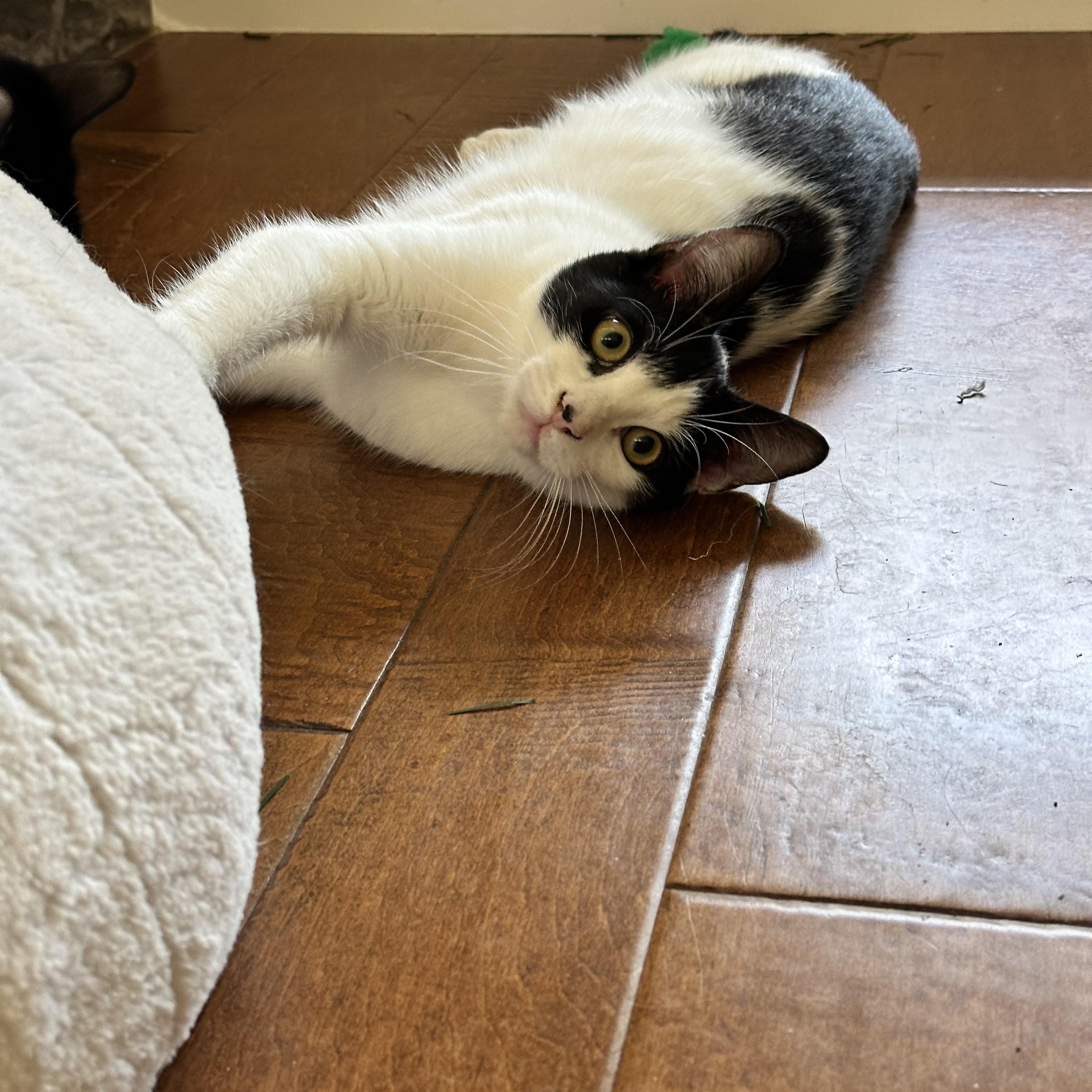 Enlarge Kirk, a ADOPTABLE Domestic Short Hair in Visalia, CA image 4/5