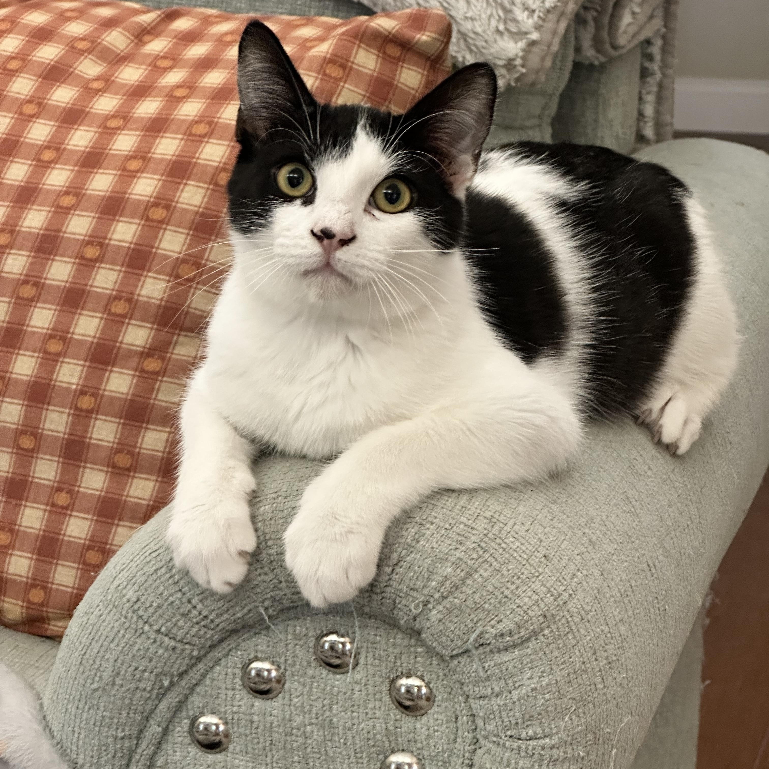 Kirk, ADOPTABLE, Kitten Male Domestic Short Hair.