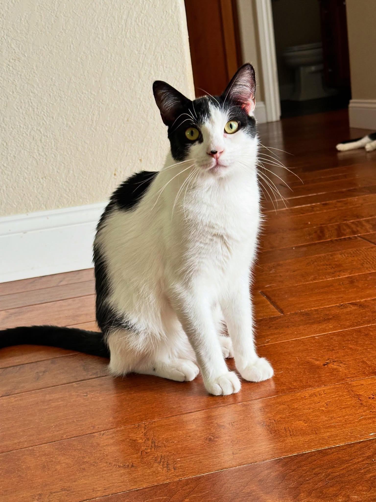 Kirk, ADOPTABLE, Young Male Domestic Short Hair.