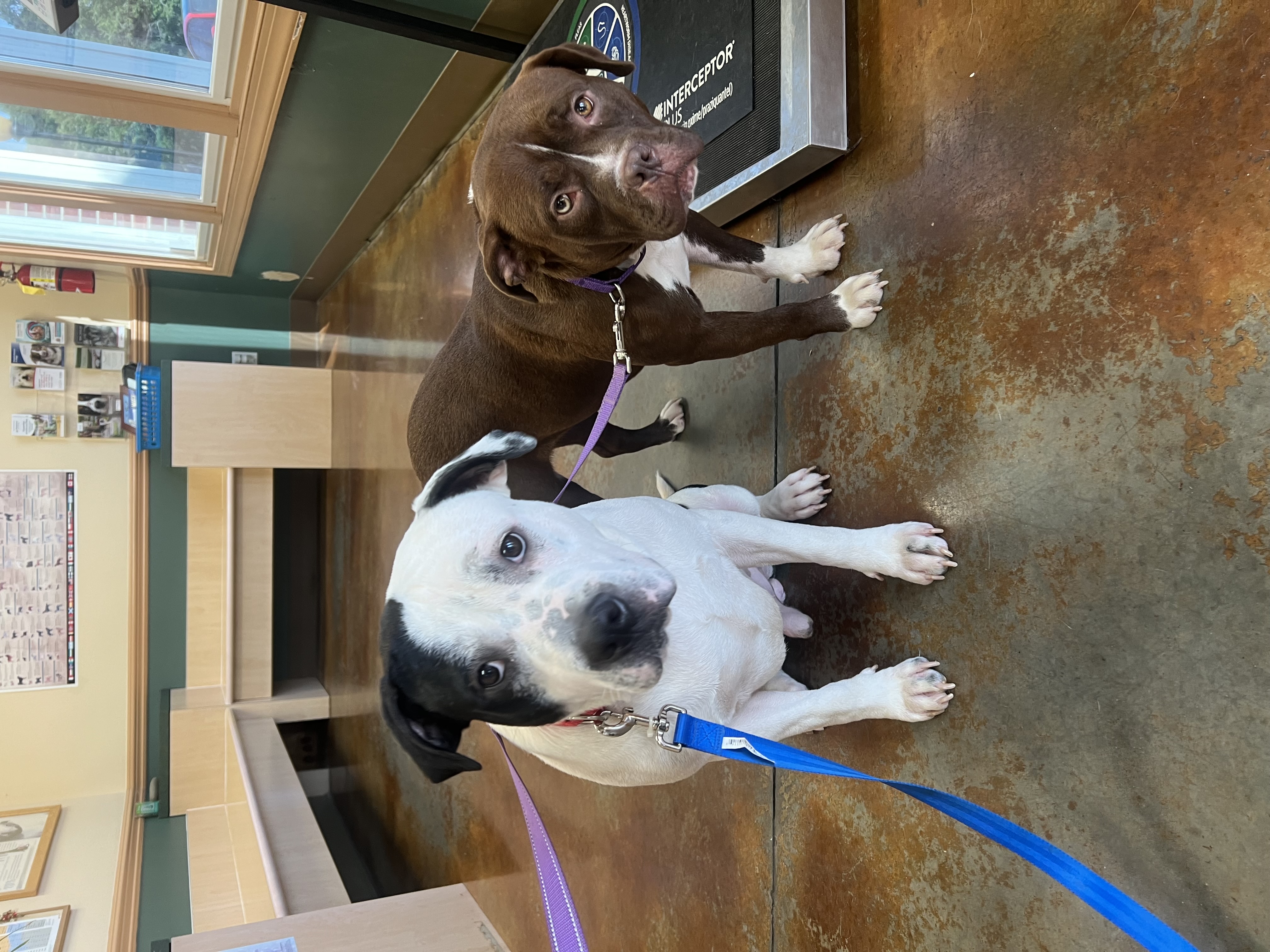 Marceline, a Adoptable mixed breed in Charlotte, NC image 3/6