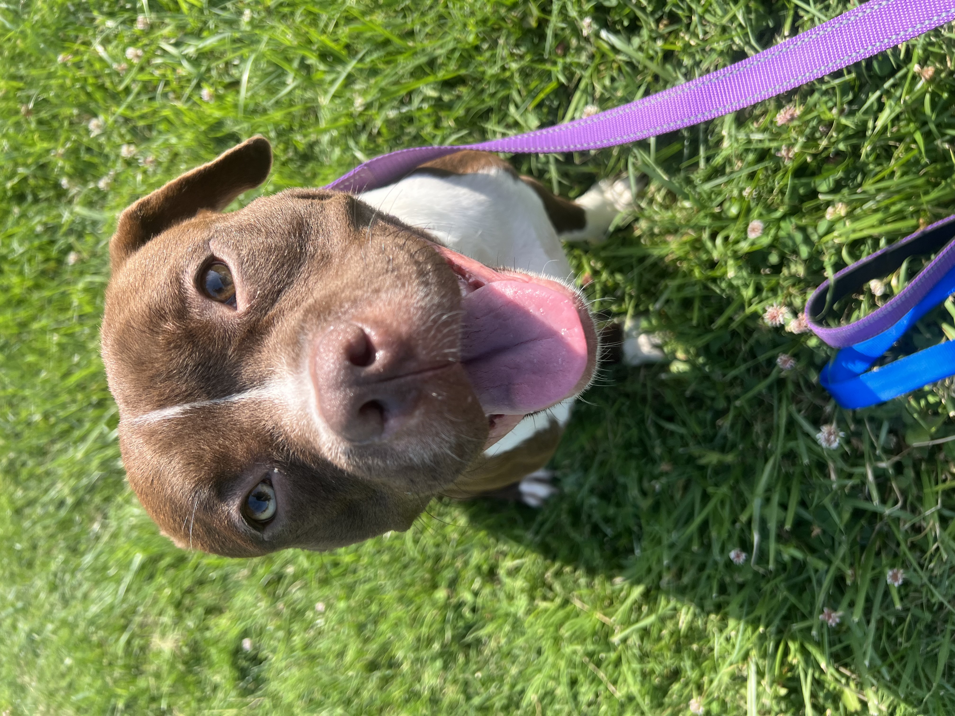 Marceline, a Adoptable mixed breed in Charlotte, NC image 1/6