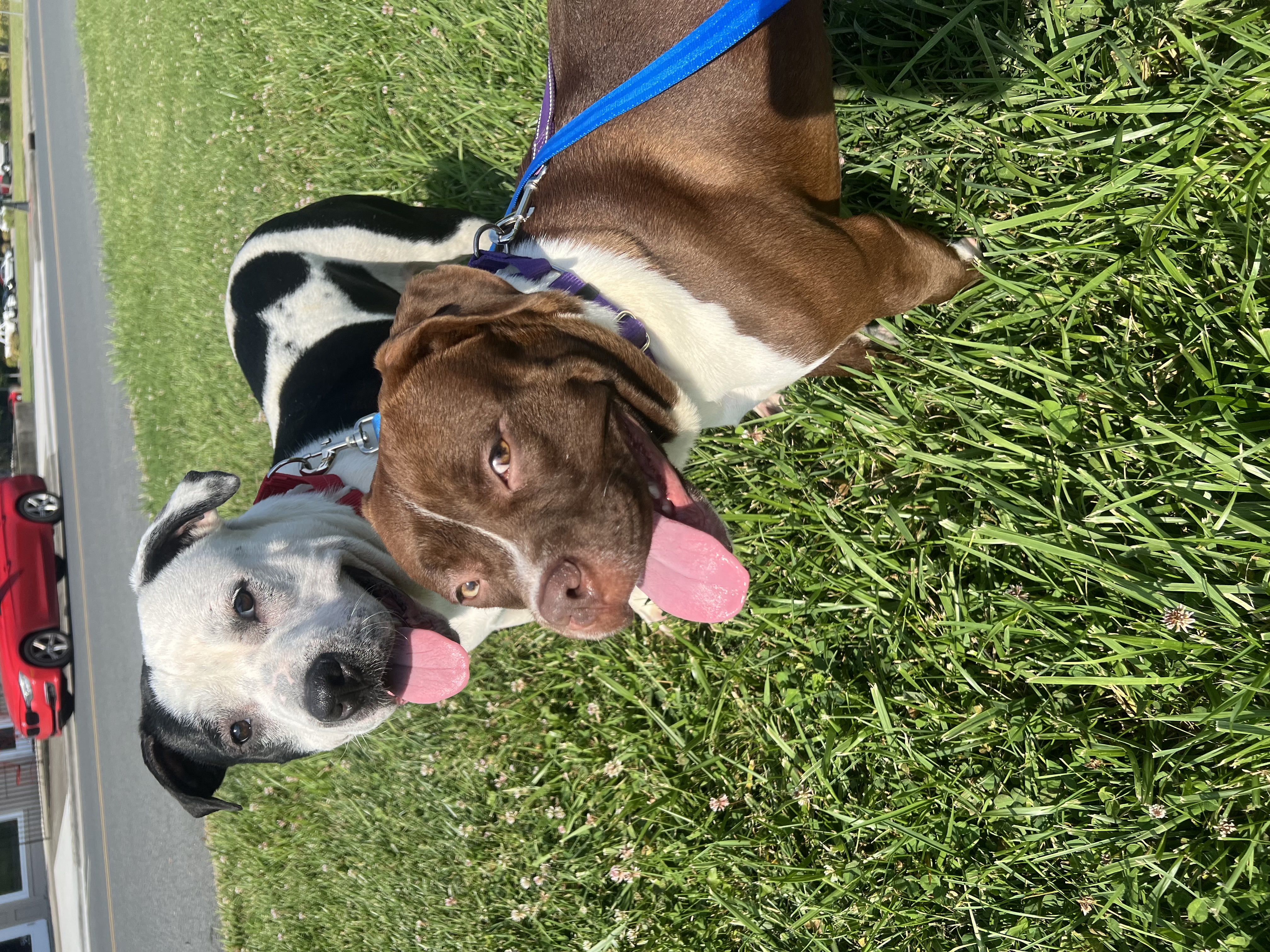 Marceline, a Adoptable mixed breed in Charlotte, NC image 6/6