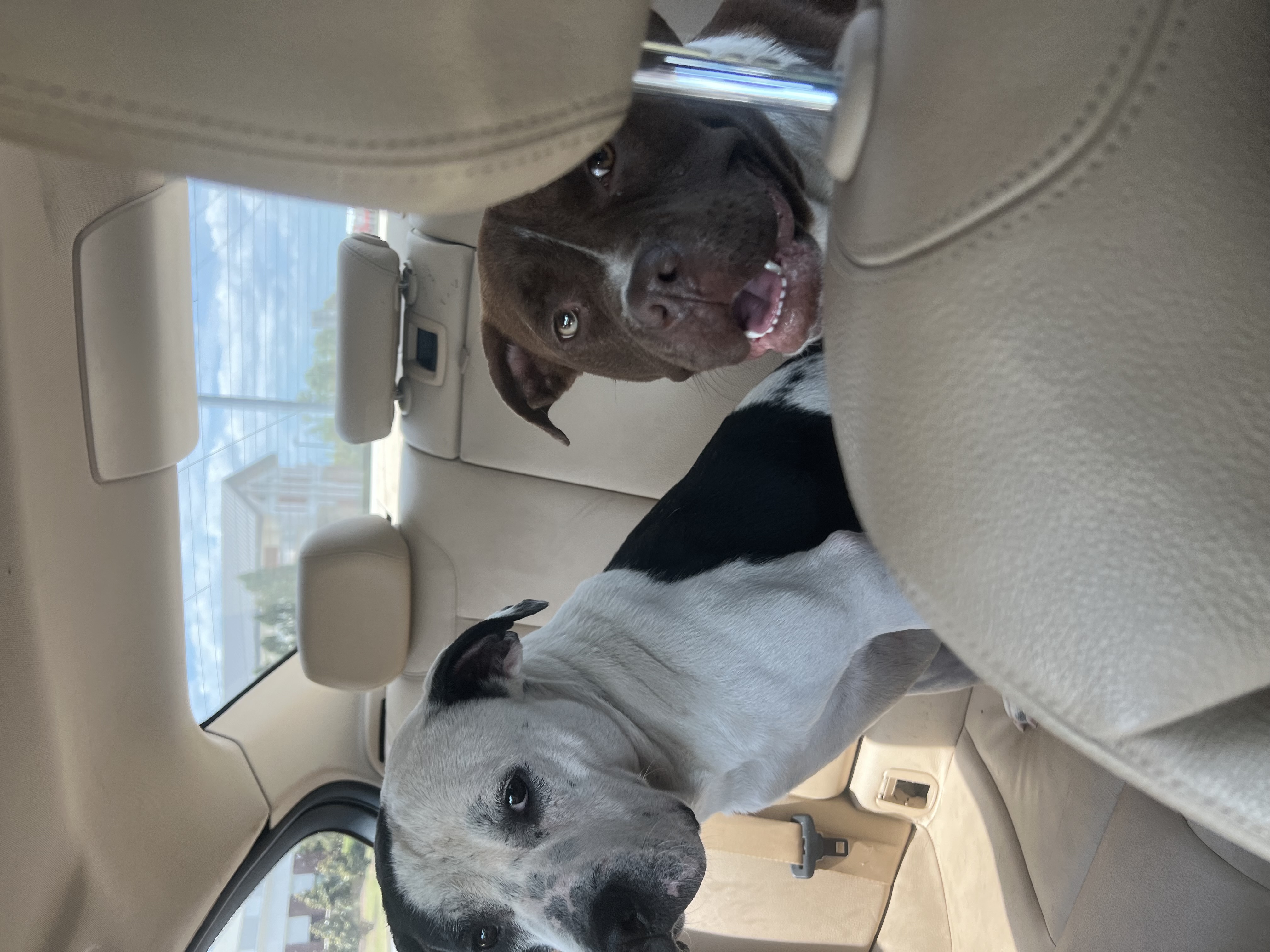 Marceline, a Adoptable mixed breed in Charlotte, NC image 2/6