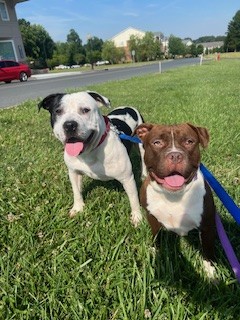 Marceline, a Adoptable mixed breed in Charlotte, NC image 4/6
