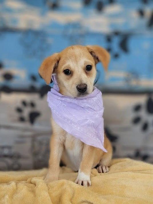 Enlarge Ivory, a Adoptable mixed breed in Mount Laurel, NJ image 3/3