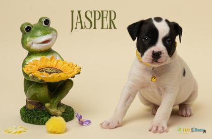 Jasper, Adoptable, Puppy Male Pit Bull Terrier & Mixed Breed.