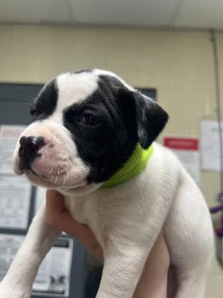 Enlarge Jasper, a Adoptable mixed breed in Fairhope, AL image 2/2