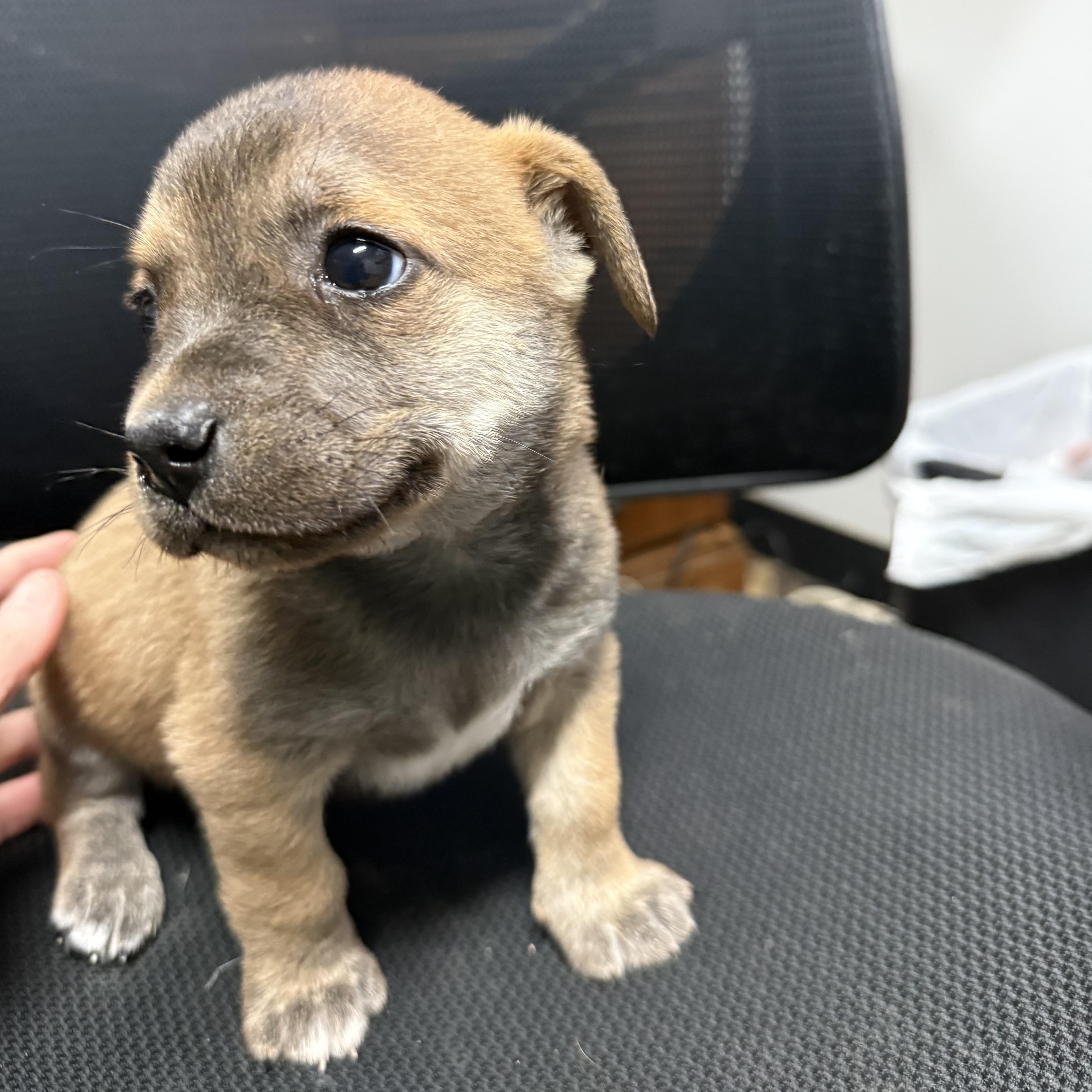 Enlarge Deluxe, an adopted Mixed Breed in Columbia, SC image 2/5