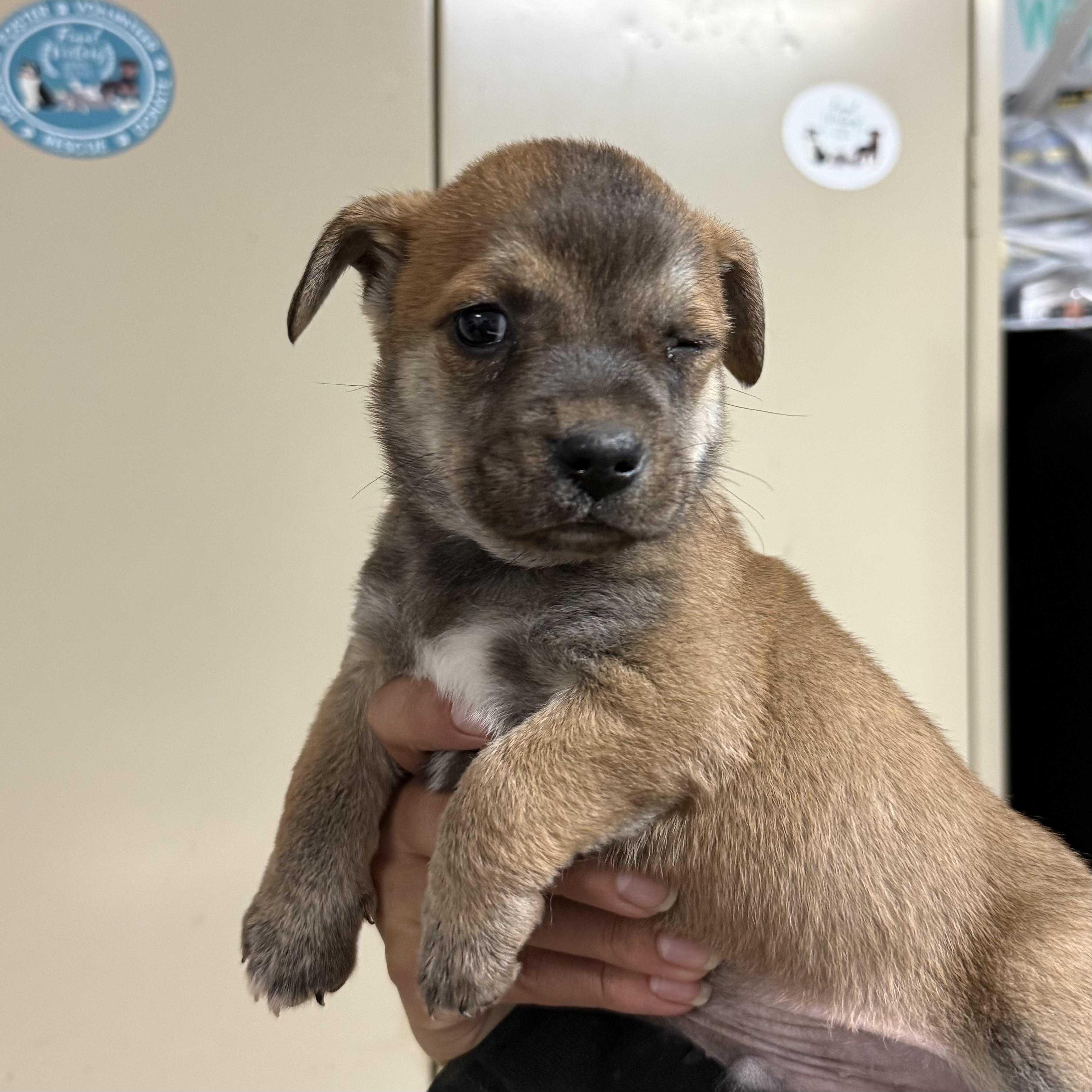 Enlarge Deluxe, an adopted Mixed Breed in Columbia, SC image 3/5