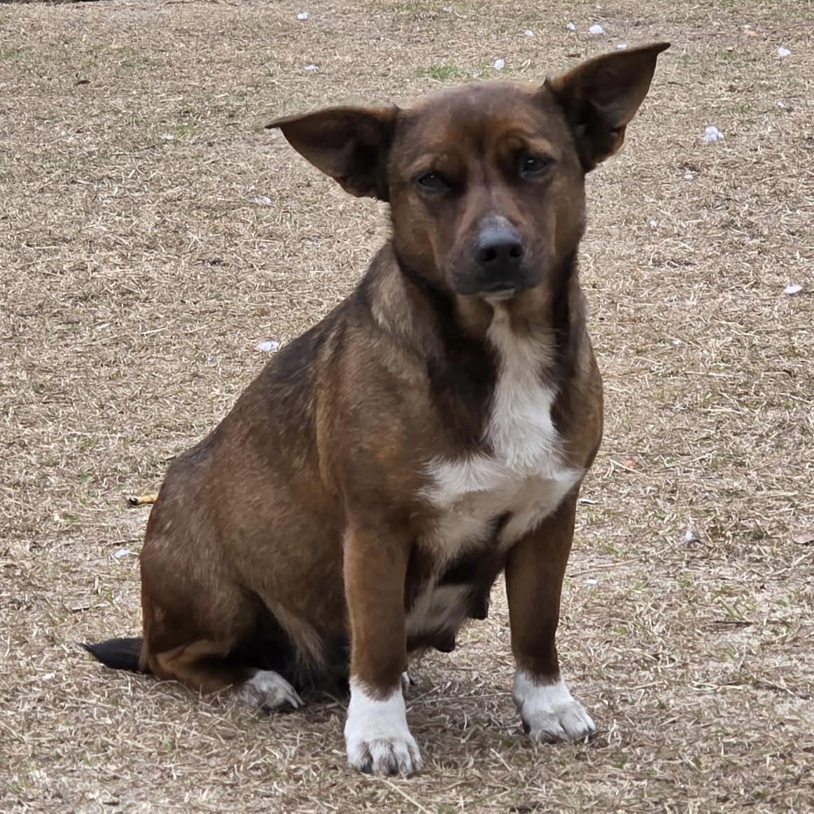 Enlarge Deluxe, an adopted Mixed Breed in Columbia, SC image 4/5