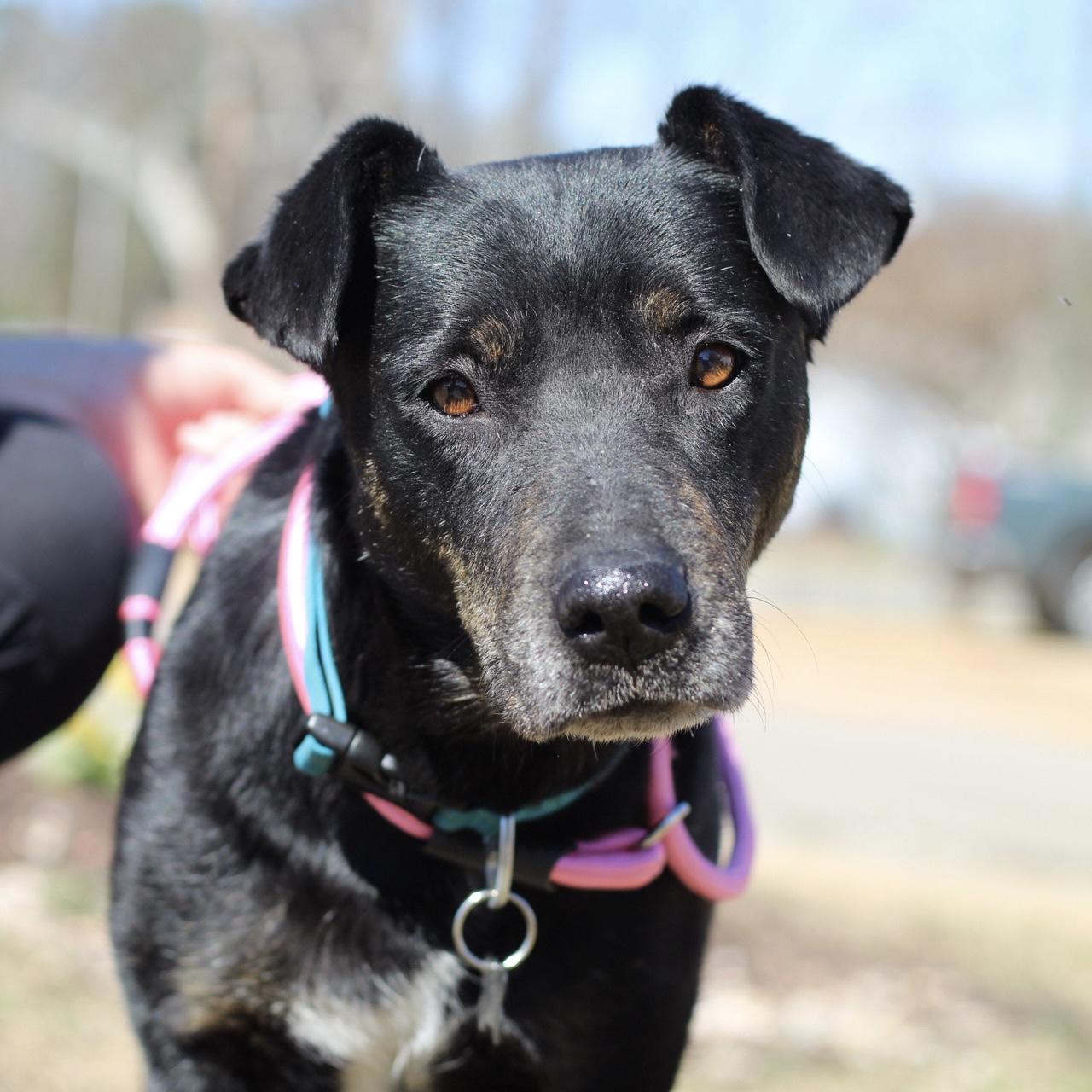 Enlarge Deluxe, an adopted Mixed Breed in Columbia, SC image 5/5