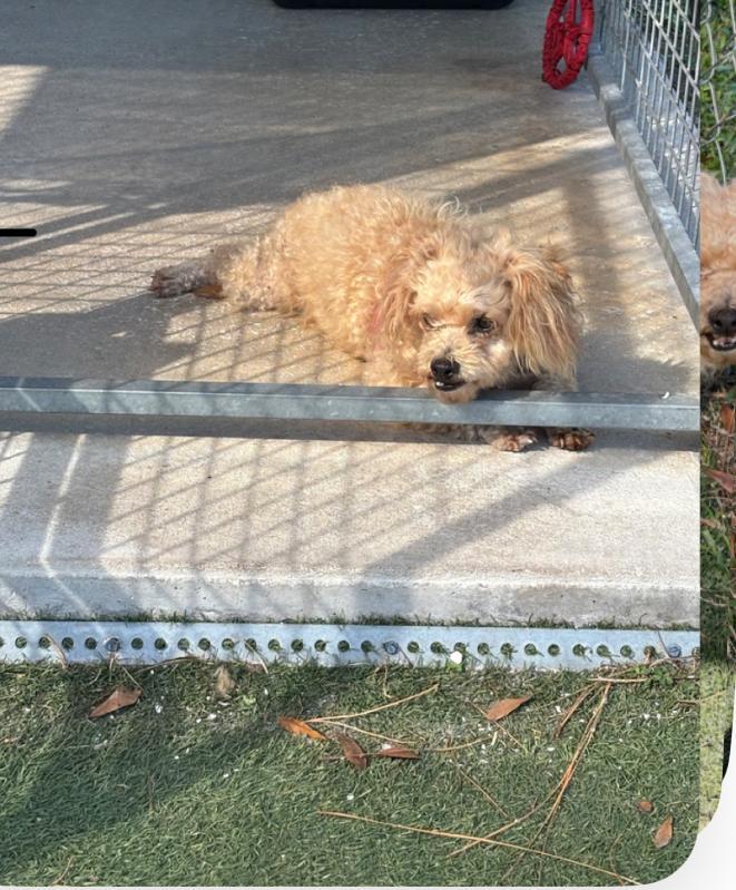 Enlarge Tangi, a Adopted mixed breed in Ruskin, FL image 1/2