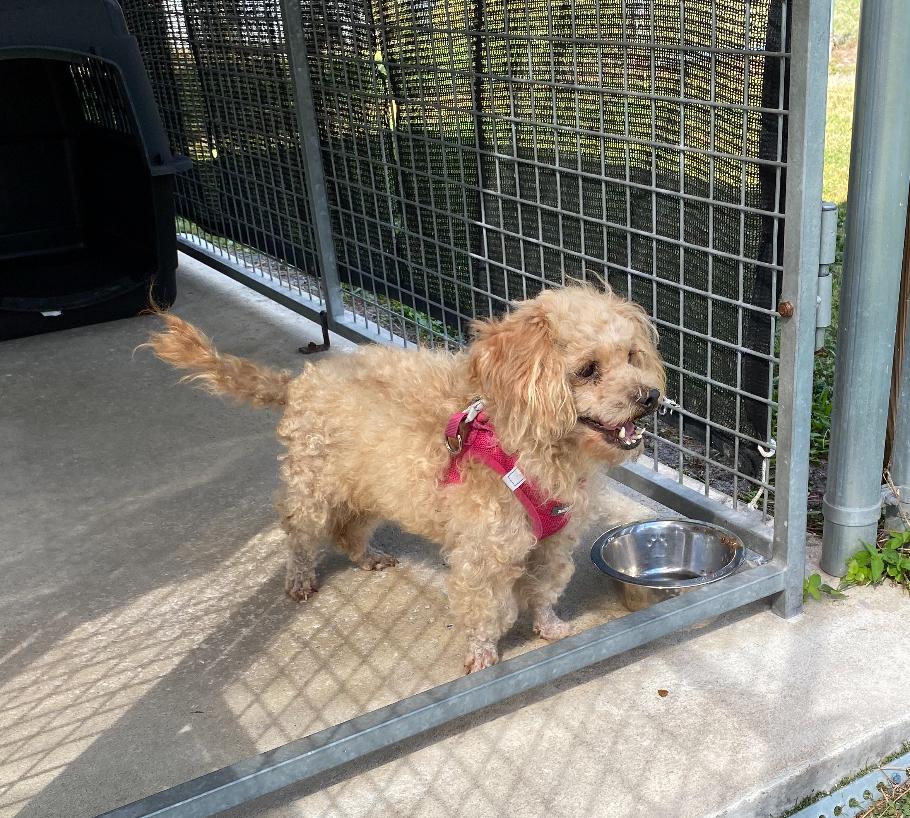 Enlarge Tangi, a Adopted mixed breed in Ruskin, FL image 2/2