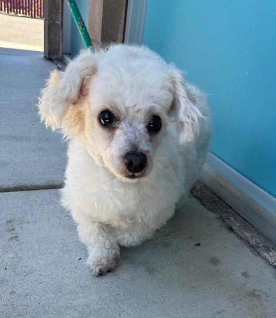 Enlarge Canelo, a ADOPTABLE Maltipoo in San Jose, CA image 1/6
