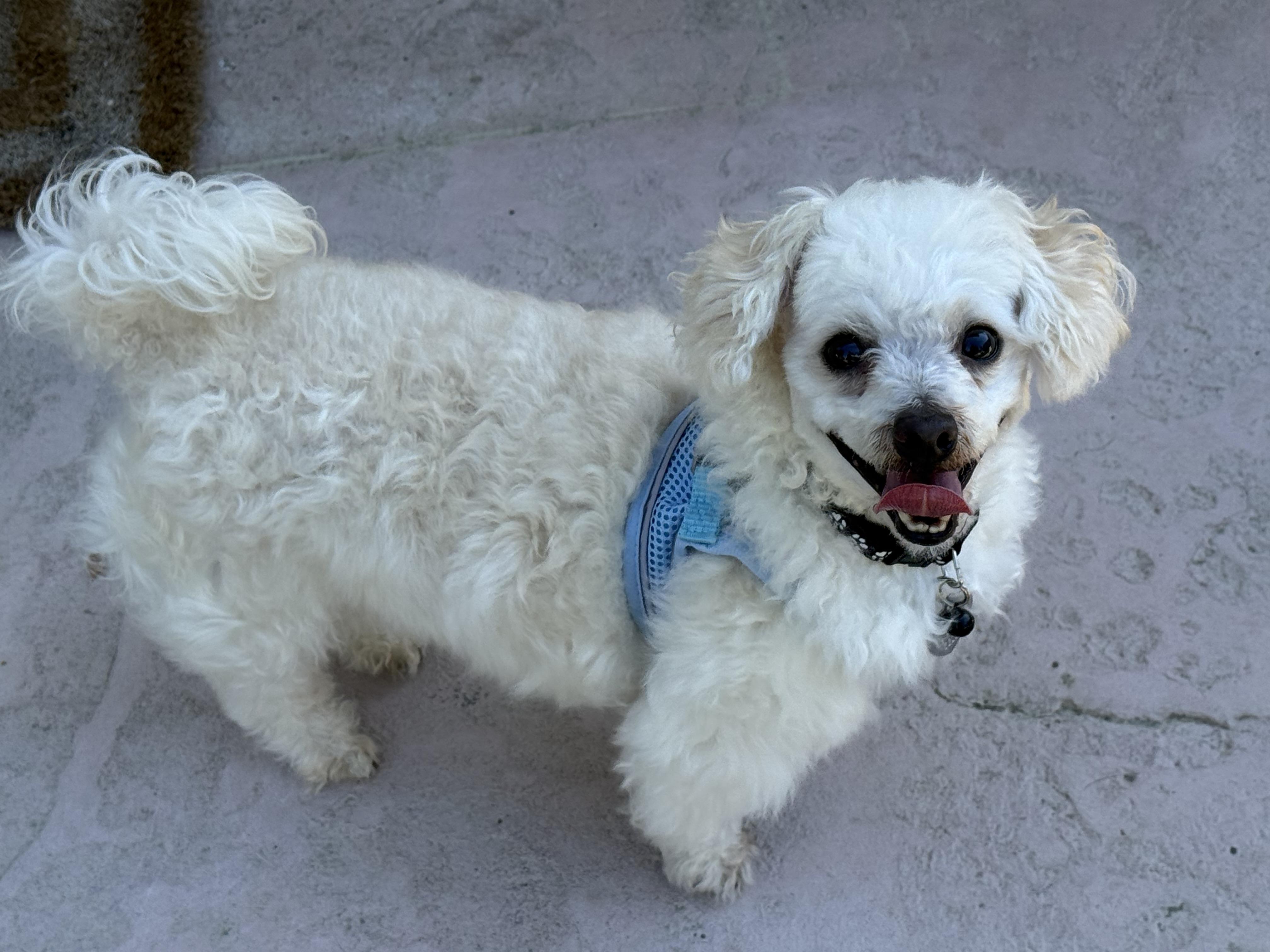 Enlarge Canelo, a ADOPTABLE Maltipoo in San Jose, CA image 3/6