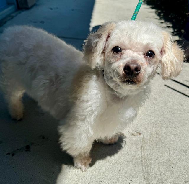 Enlarge Canelo, a ADOPTABLE Maltipoo in San Jose, CA image 5/6
