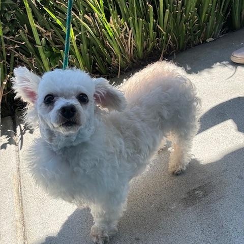 Enlarge Canelo, a ADOPTABLE Maltipoo in San Jose, CA image 6/6