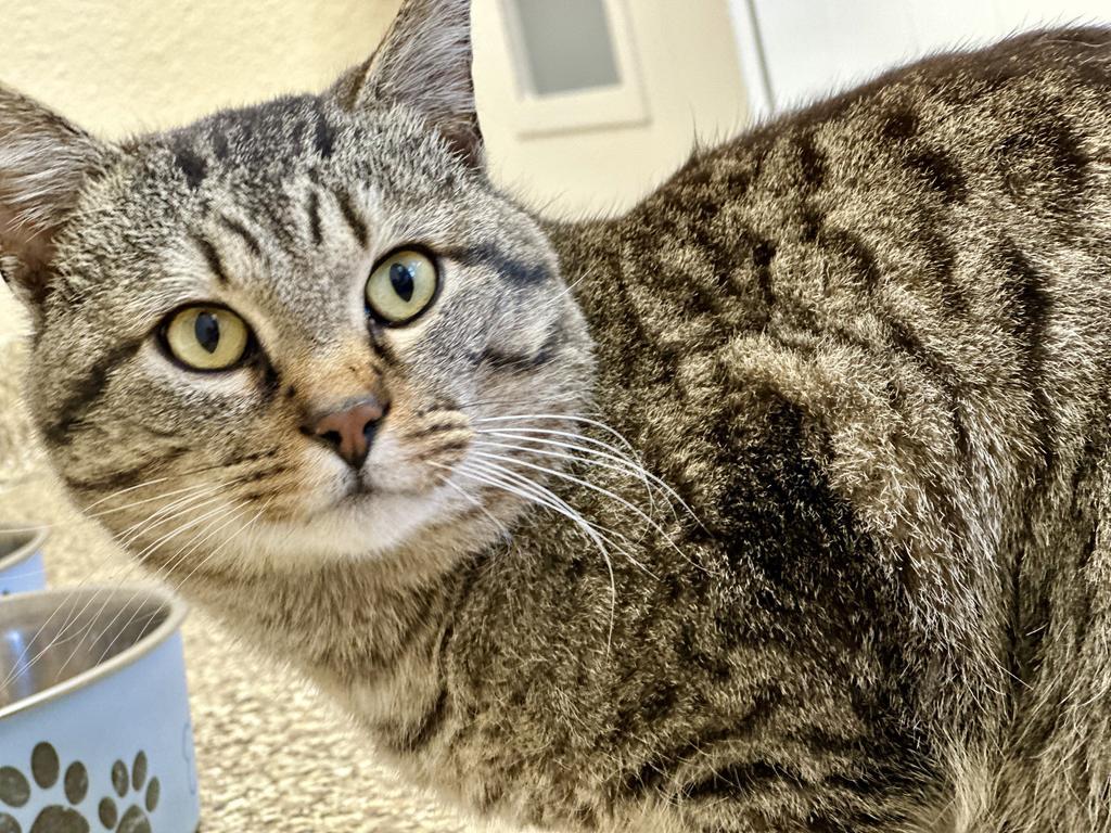 Enlarge Tahoe, a Adopted mixed breed in Pratt, KS image 1/1