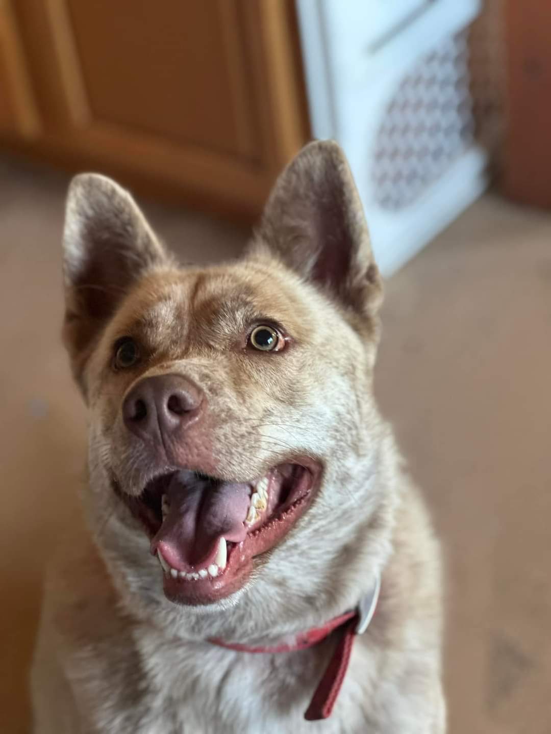 Thor, an adoptable Shepherd, Husky in ONeill, NE, 68763 | Photo Image 5