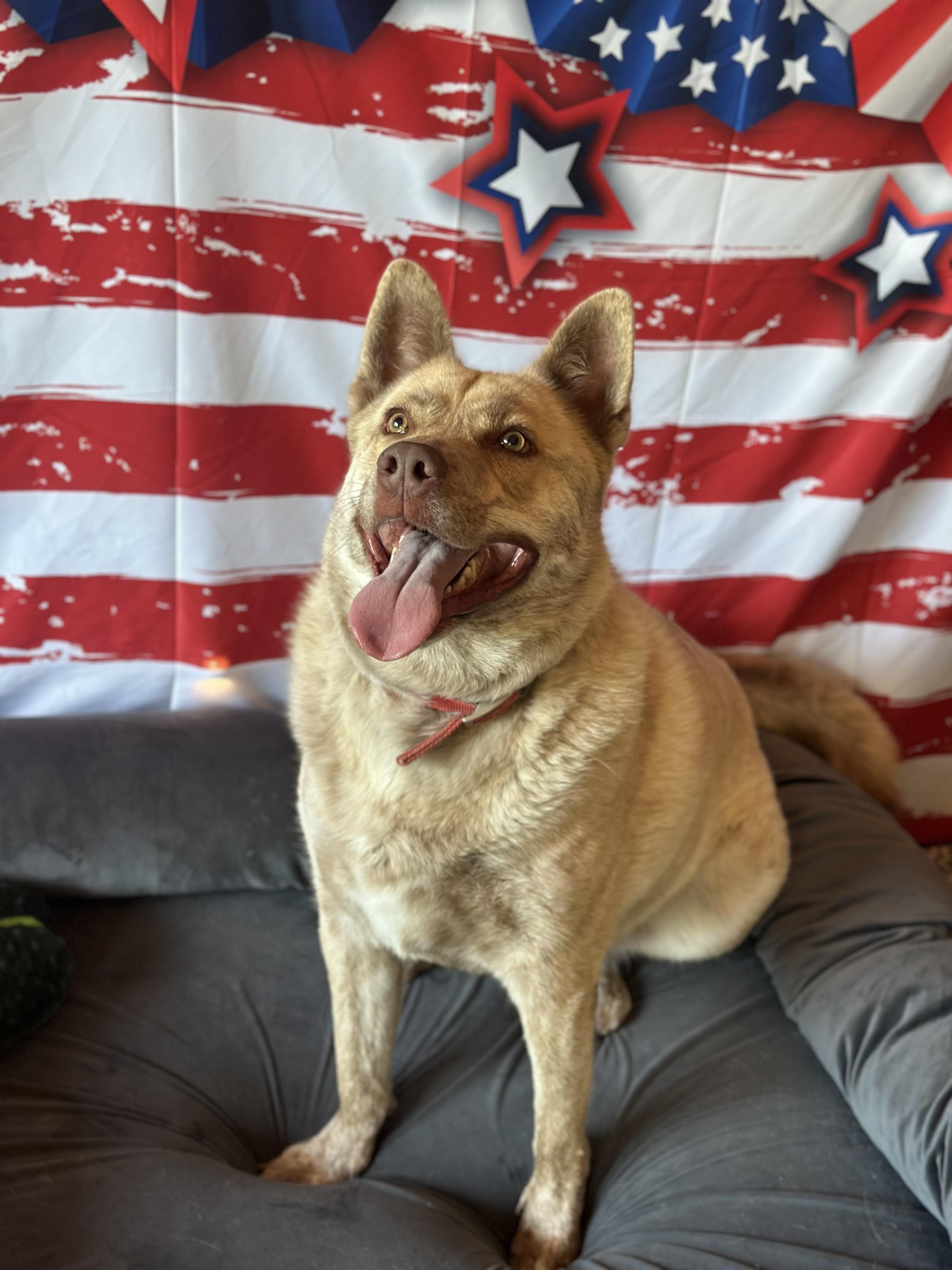 Thor, an adoptable Shepherd, Husky in ONeill, NE, 68763 | Photo Image 1