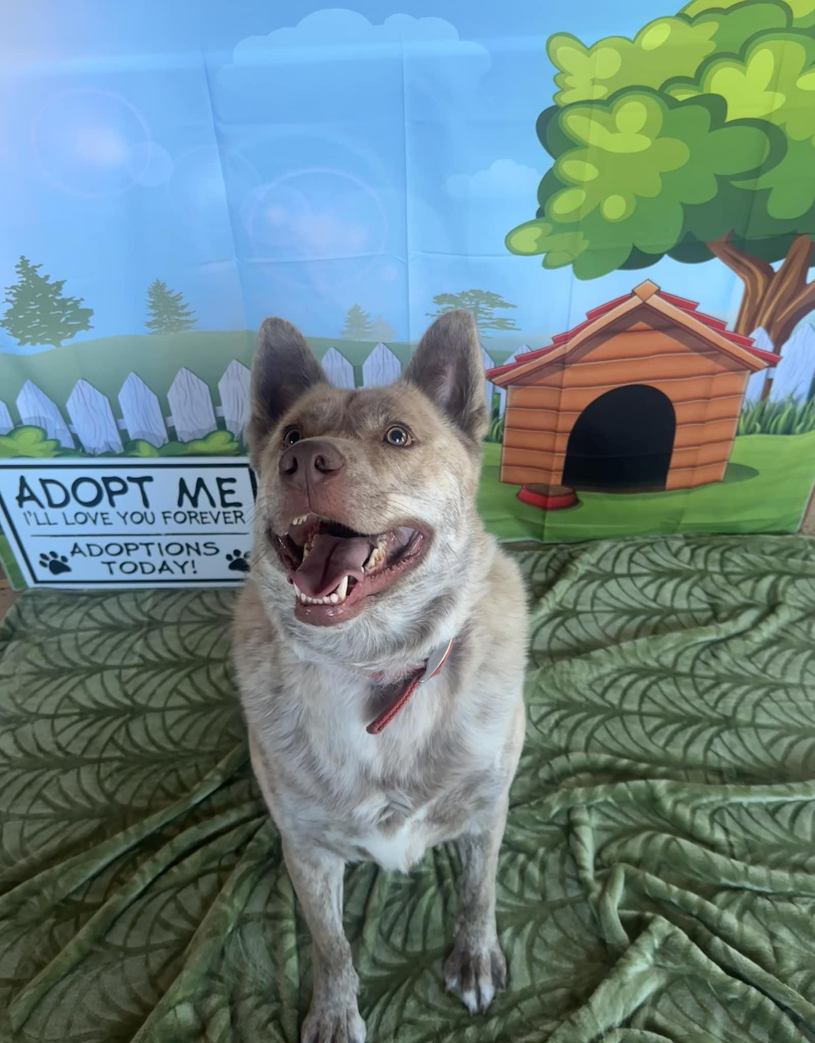 Thor, an adoptable Shepherd, Husky in ONeill, NE, 68763 | Photo Image 3