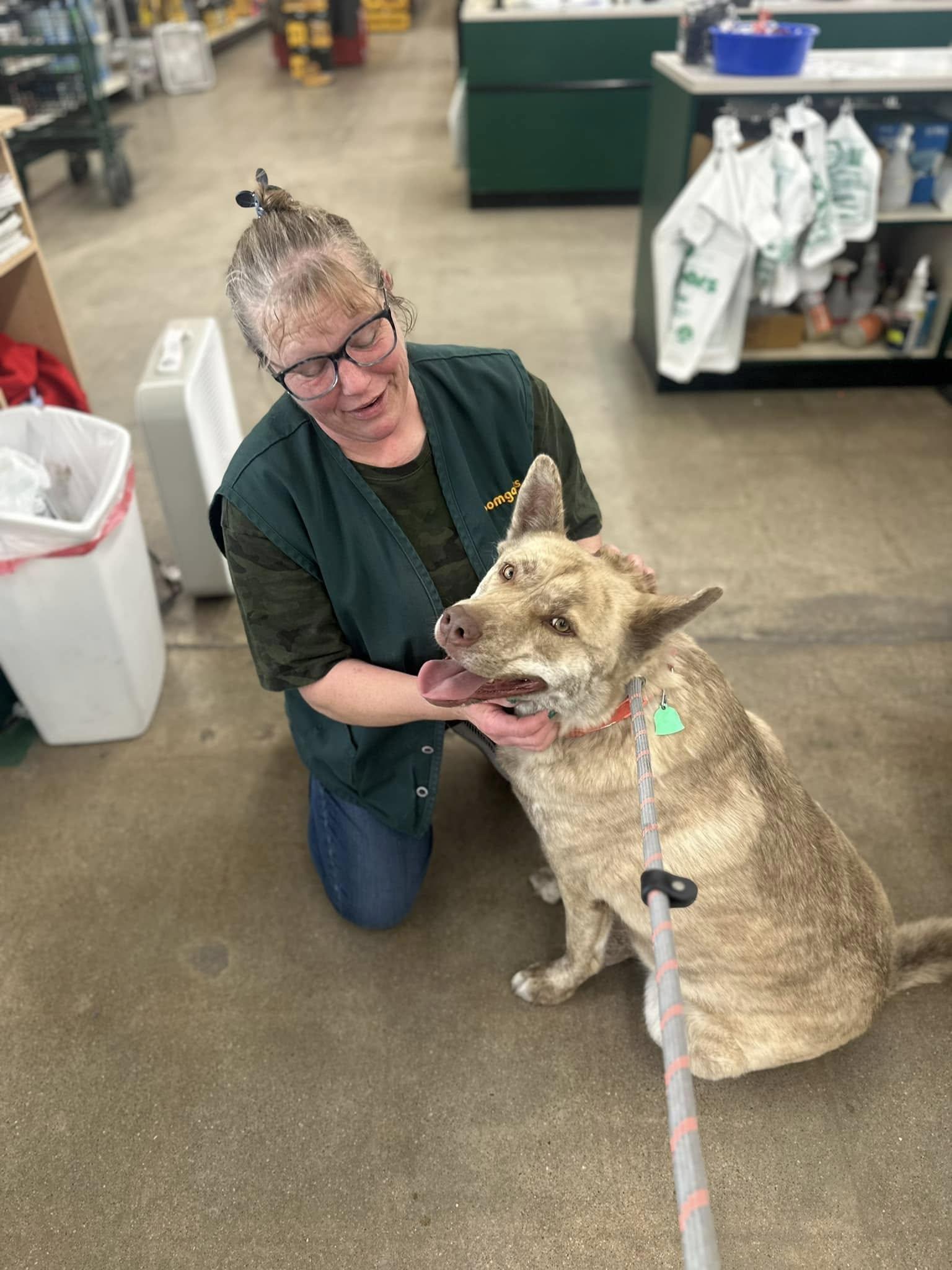 Thor, an adoptable Shepherd, Husky in ONeill, NE, 68763 | Photo Image 4