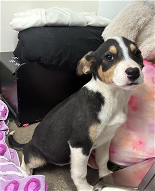ROXY, Adoptable, Puppy Female Rat Terrier & Mixed Breed.