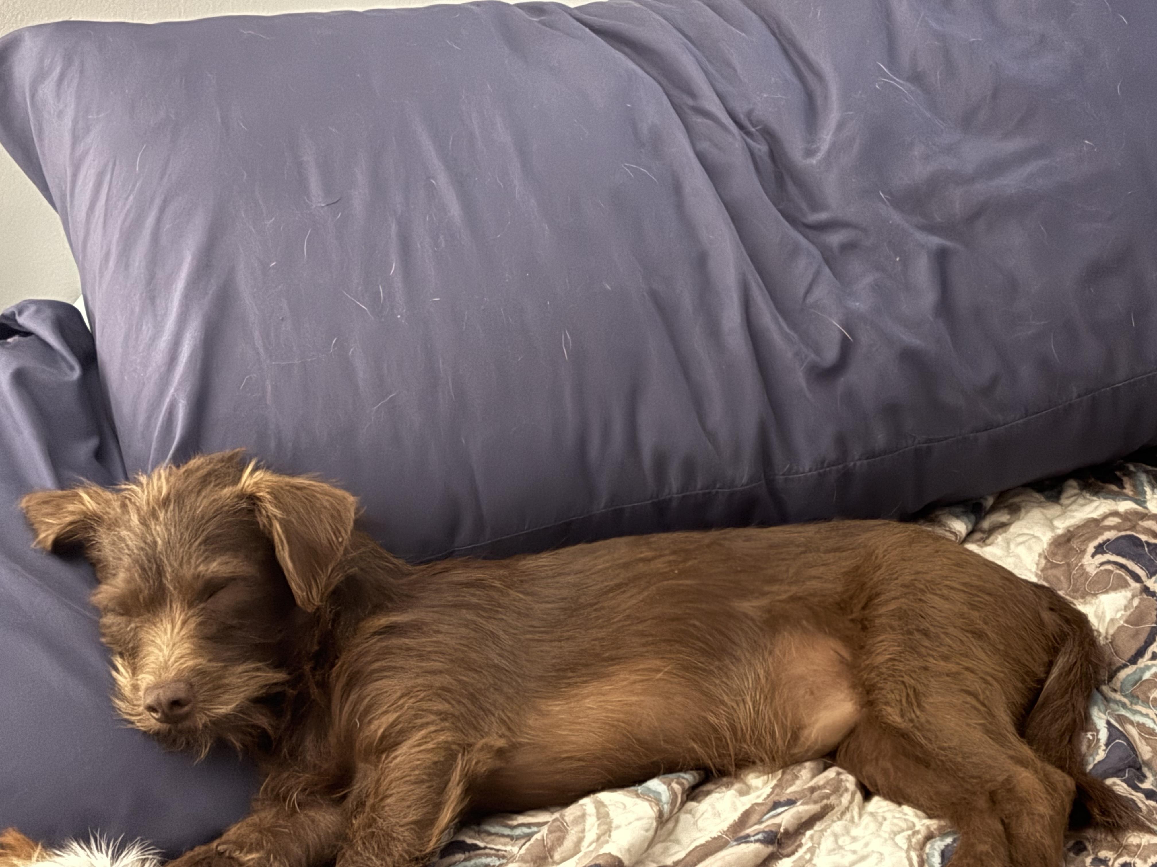 Dexter, a Adoptable Wirehaired Pointing Griffon in Union Grove, WI image 2/4