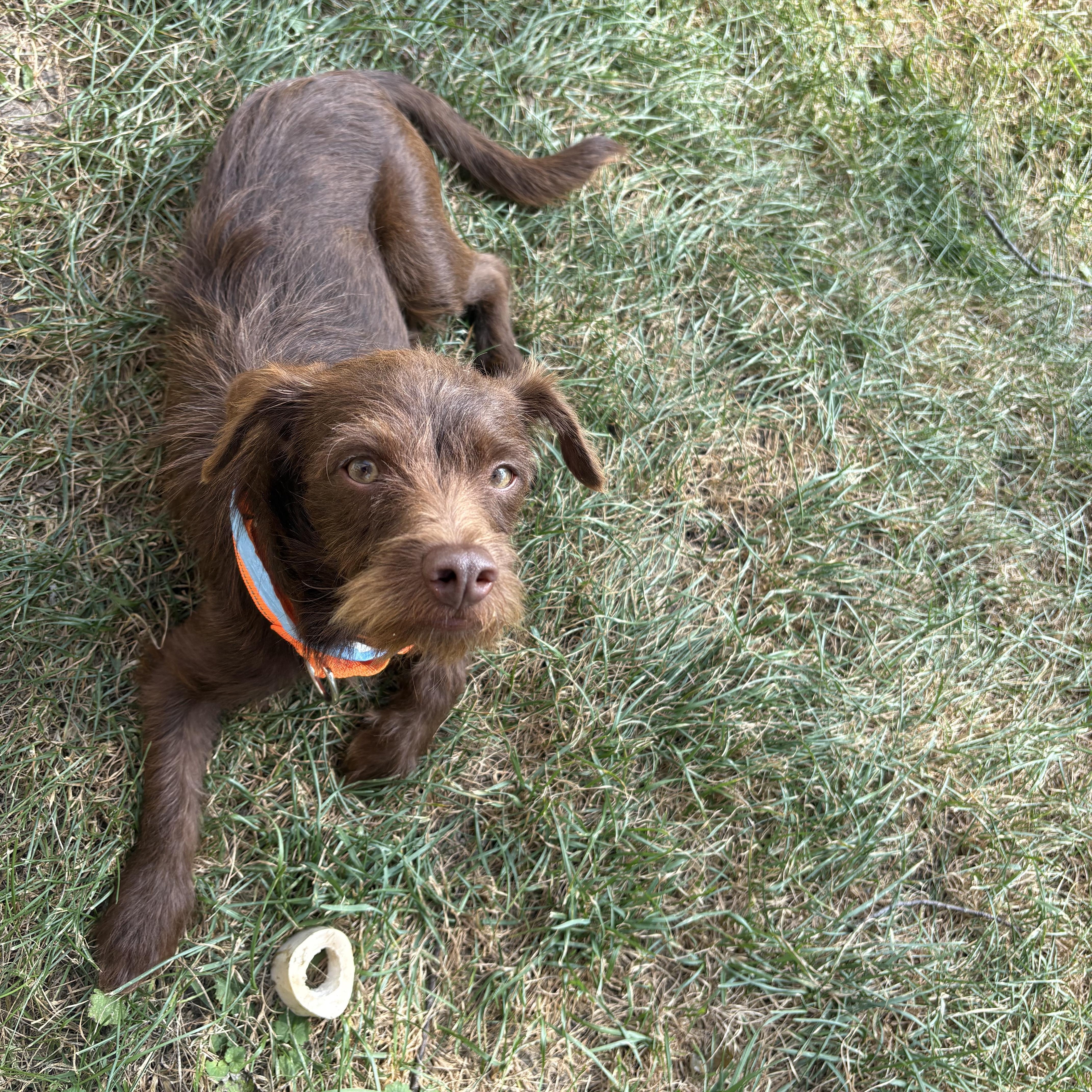 Dexter, a Adoptable Wirehaired Pointing Griffon in Union Grove, WI image 4/4