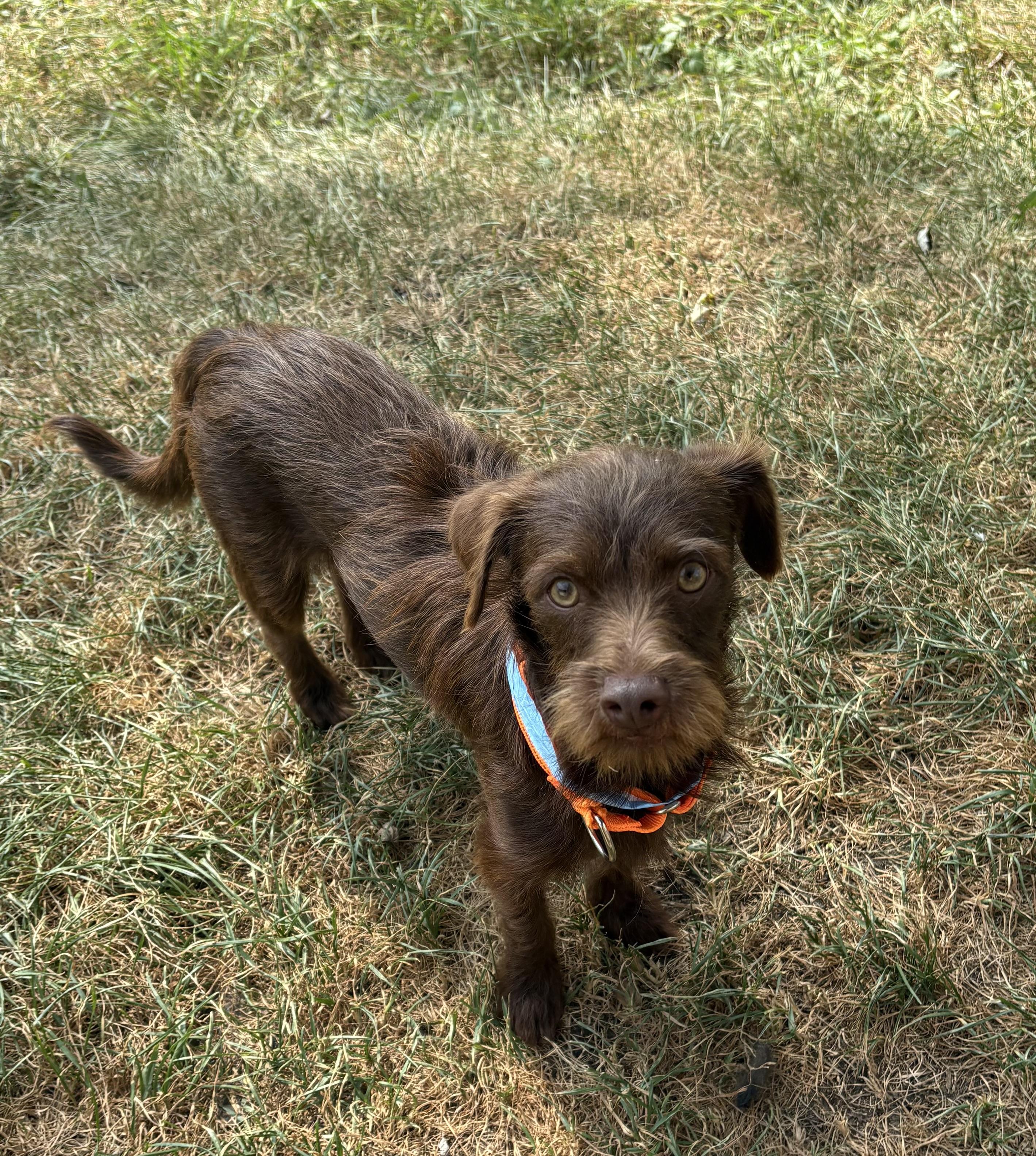 Dexter, a Adoptable Wirehaired Pointing Griffon in Union Grove, WI image 1/4