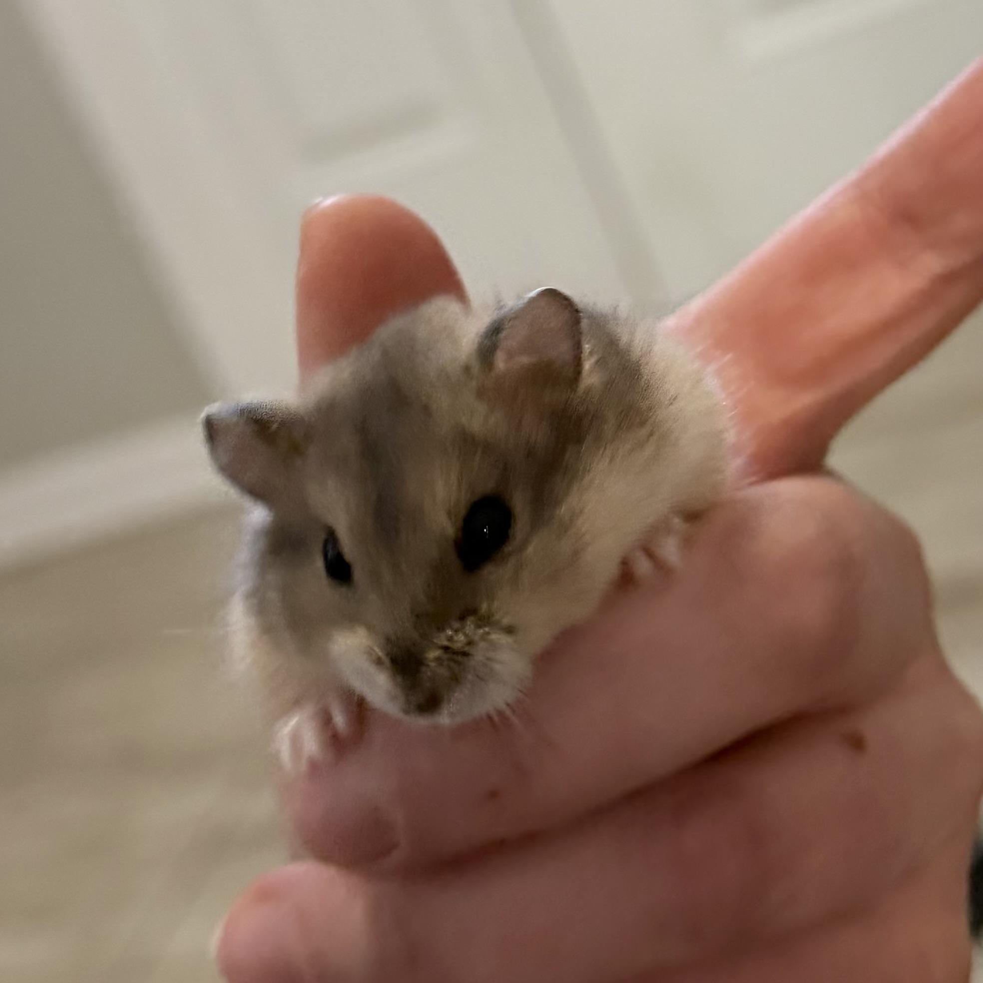 Silas, ADOPTABLE, Young Male Dwarf Hamster & Hamster.