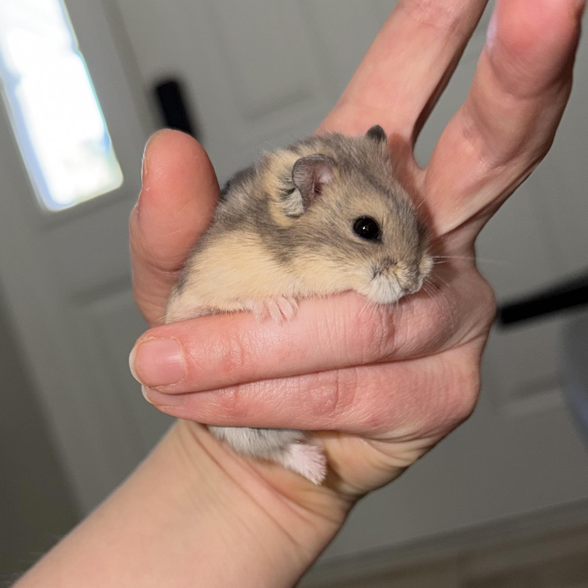 Silas, a ADOPTABLE mixed breed in ALBANY, NY image 2/6