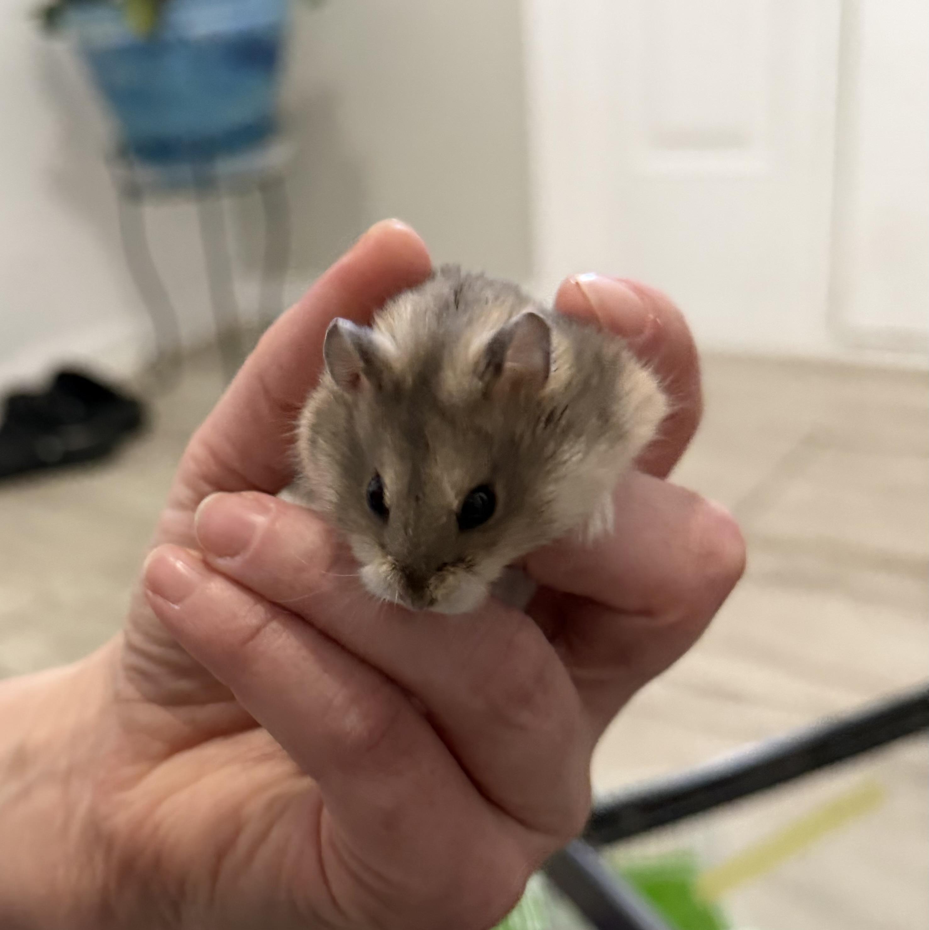 Silas, a ADOPTABLE mixed breed in ALBANY, NY image 3/6