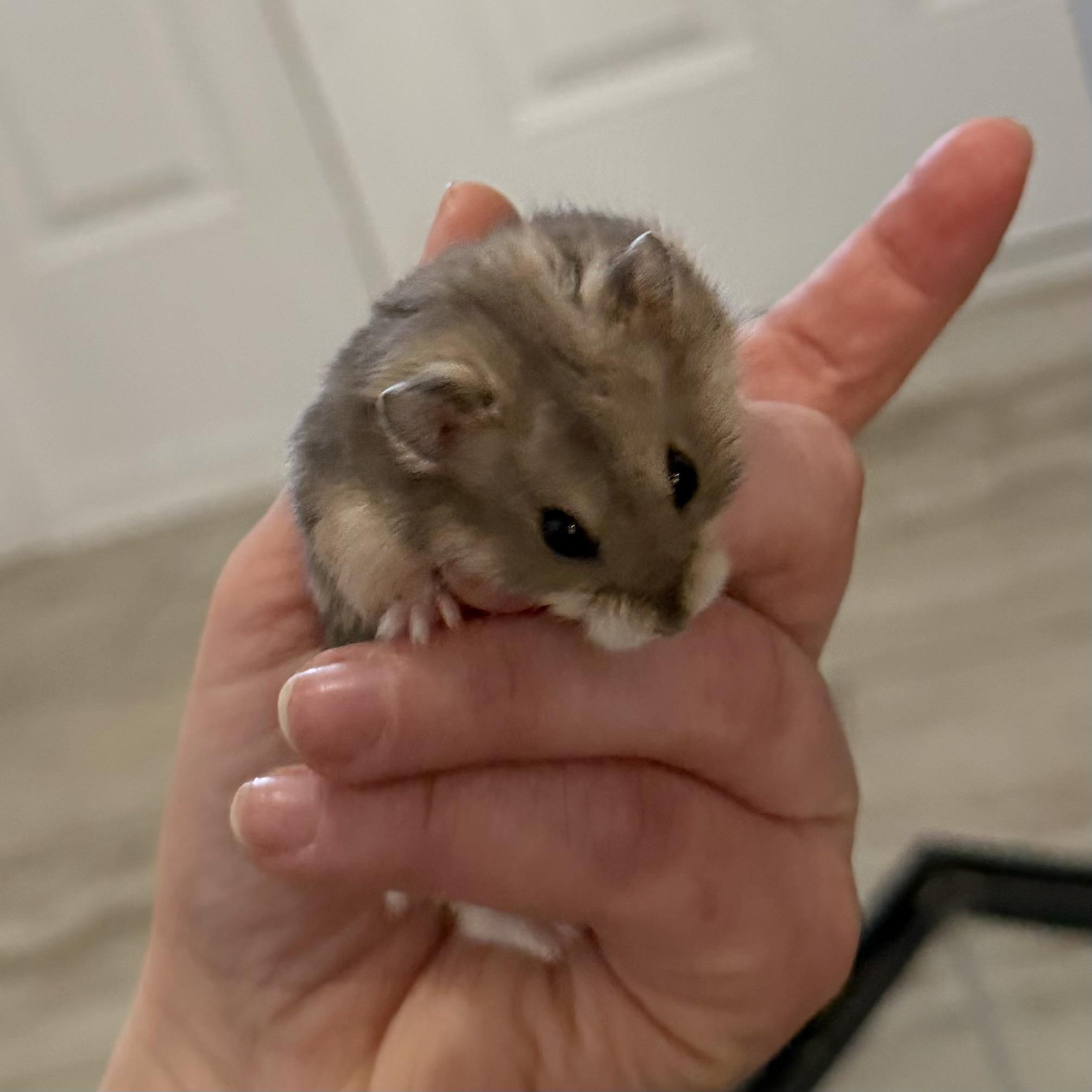 Silas, a ADOPTABLE mixed breed in ALBANY, NY image 4/6