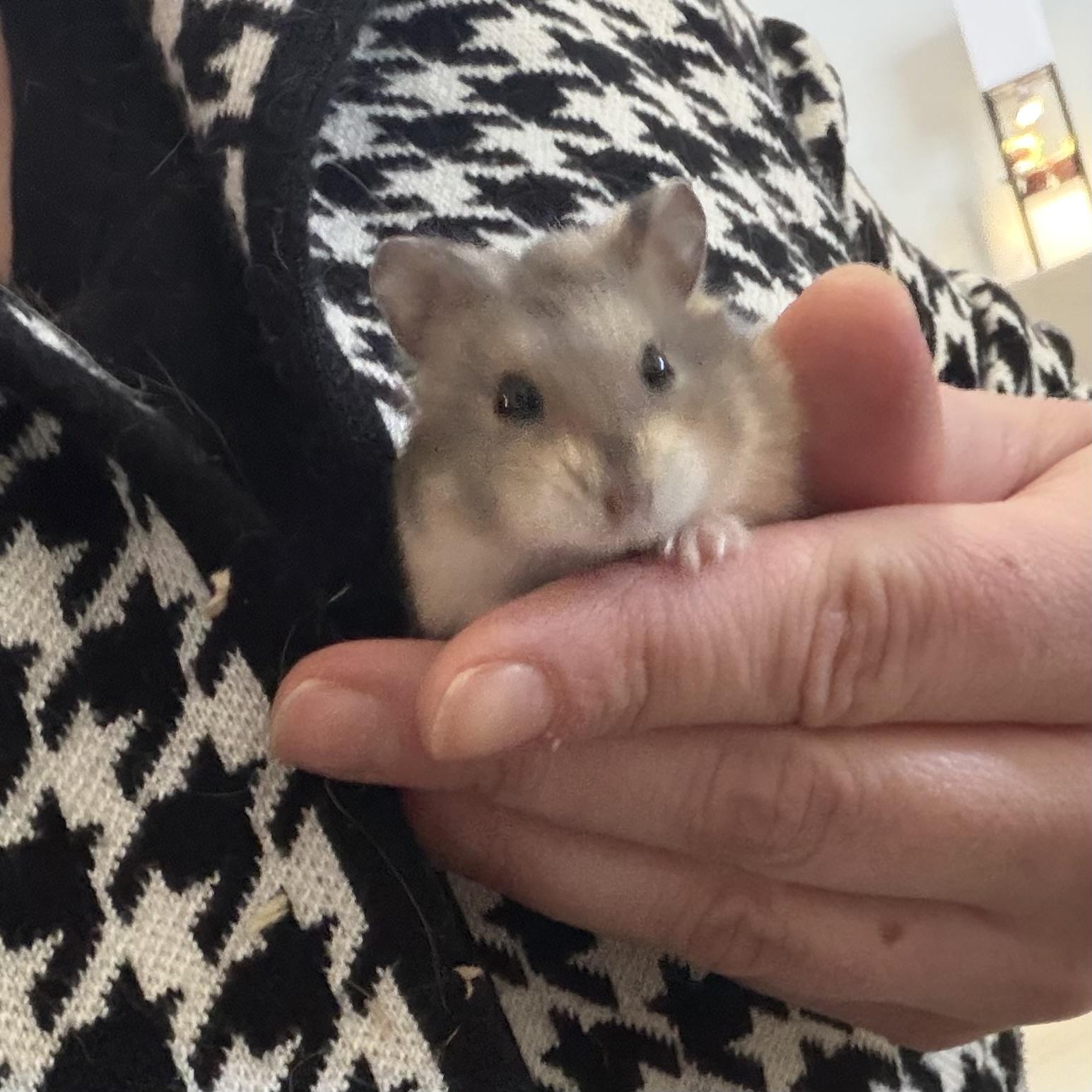 Silas, a ADOPTABLE mixed breed in ALBANY, NY image 5/6