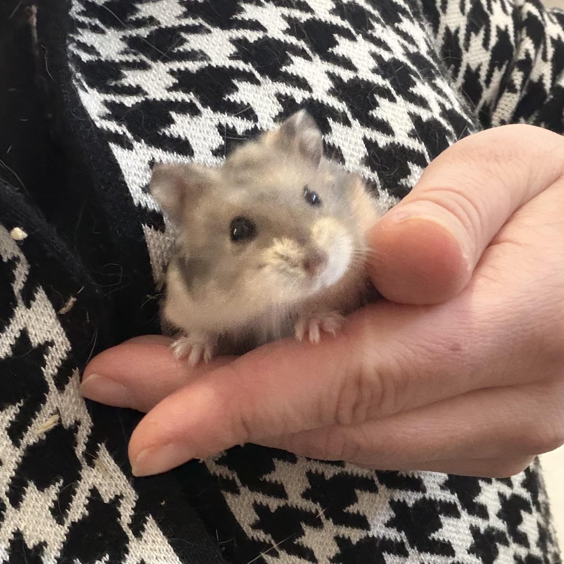 Silas, a ADOPTABLE mixed breed in ALBANY, NY image 6/6