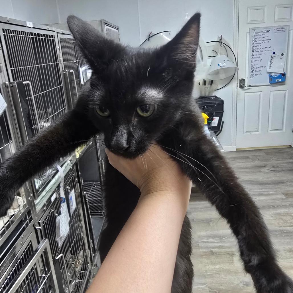 Velvet, Adoptable, Kitten Female Domestic Short Hair.