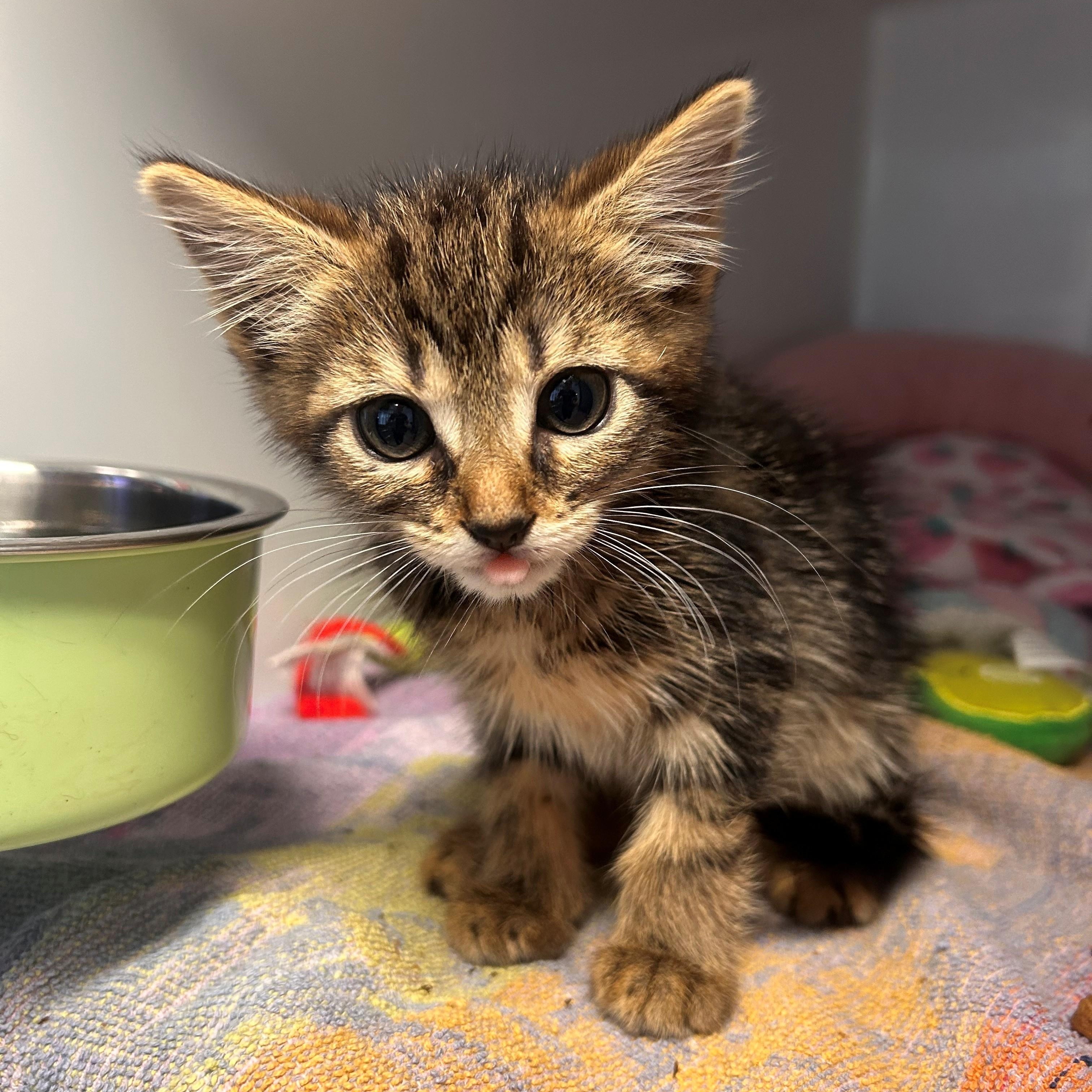 Nina, adoptable, Kitten Female Domestic Short Hair.