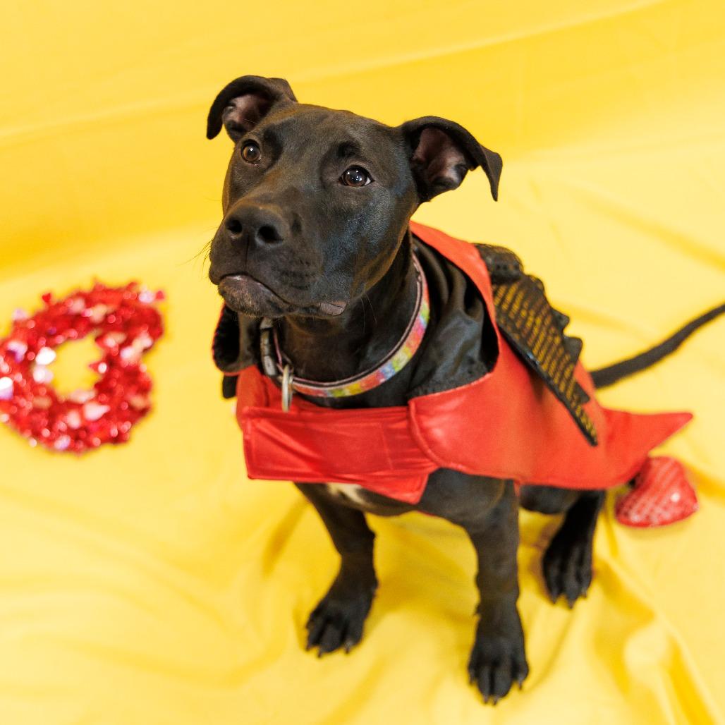 Chowder — thumbnail 2