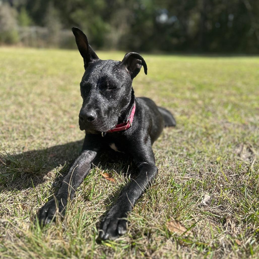 Chowder — thumbnail 3