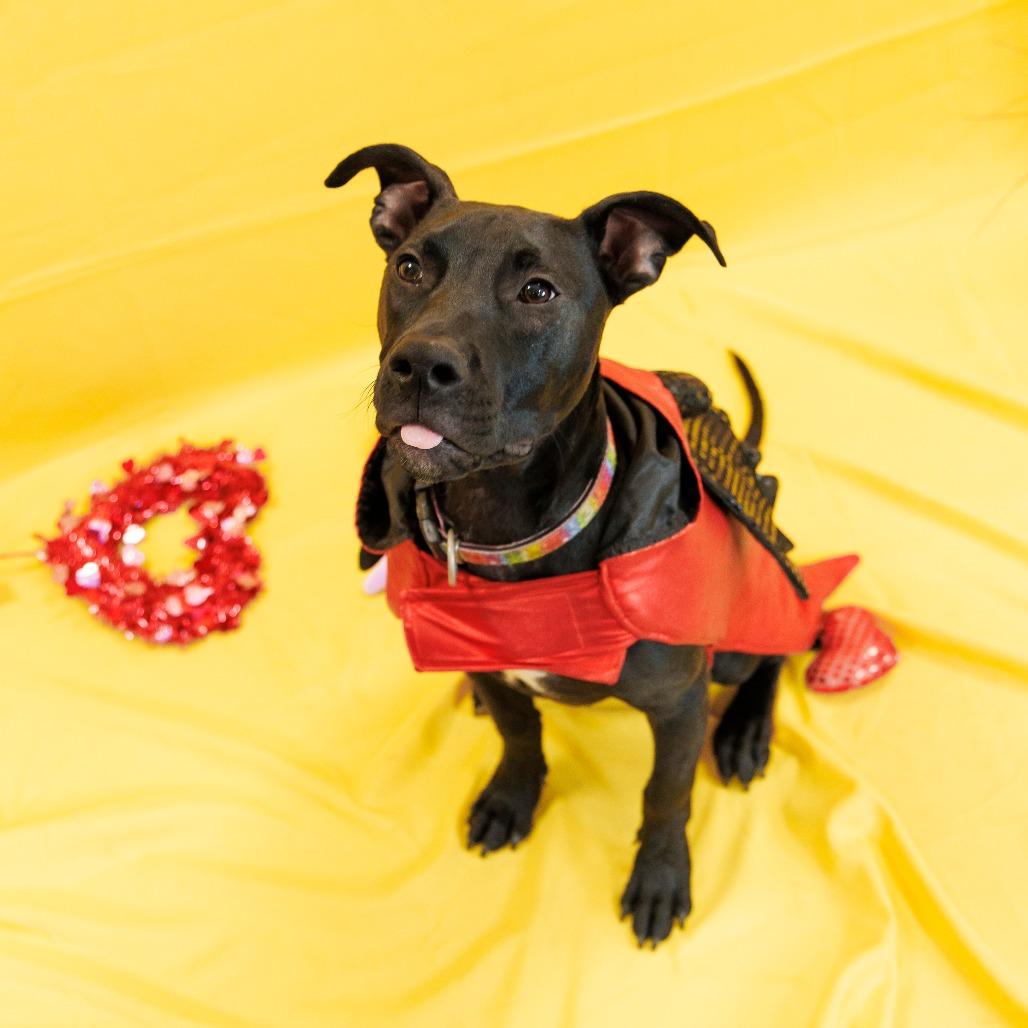 Chowder — thumbnail 4