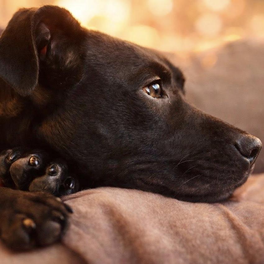 Chowder — thumbnail 5