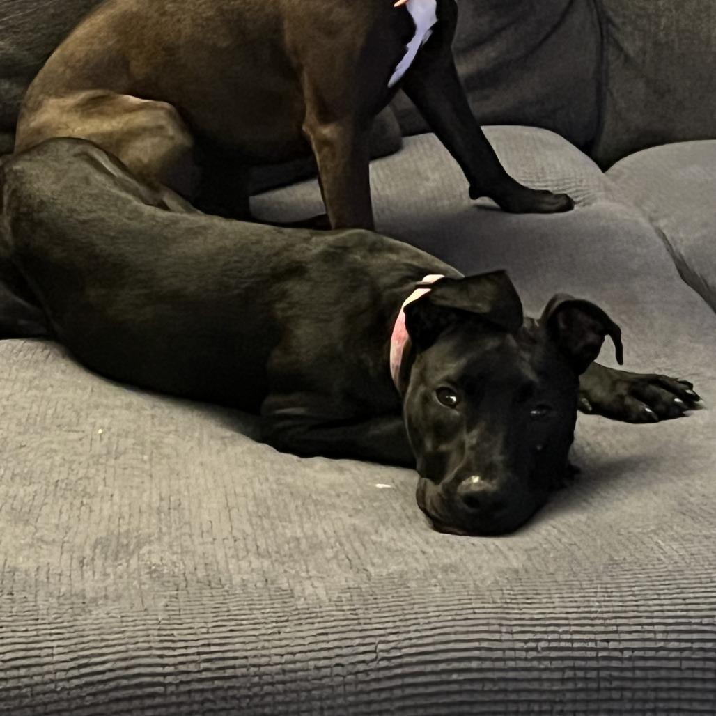 Chowder — thumbnail 6