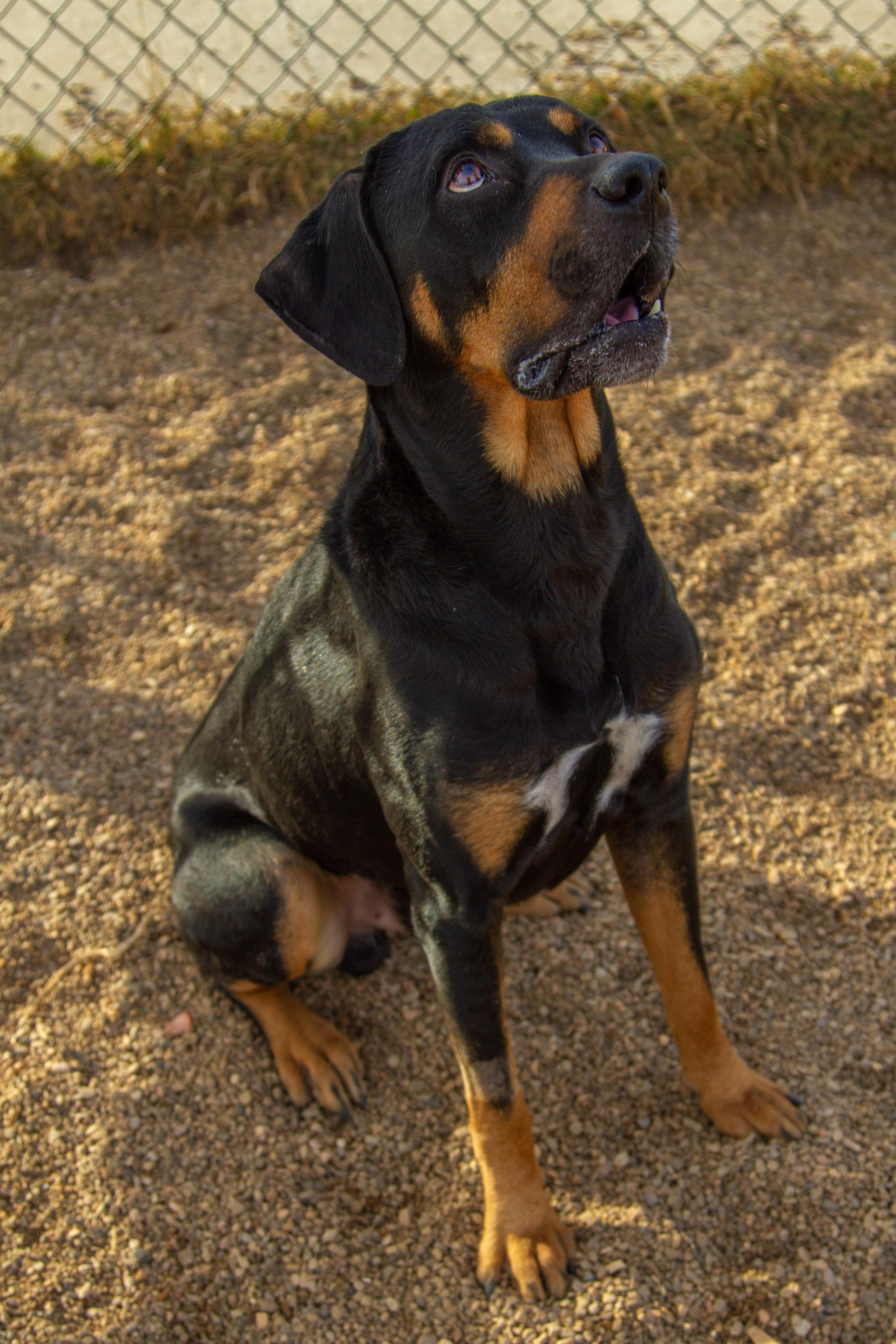Enlarge Bayou, a ADOPTABLE mixed breed in Rapid City, SD image 2/5
