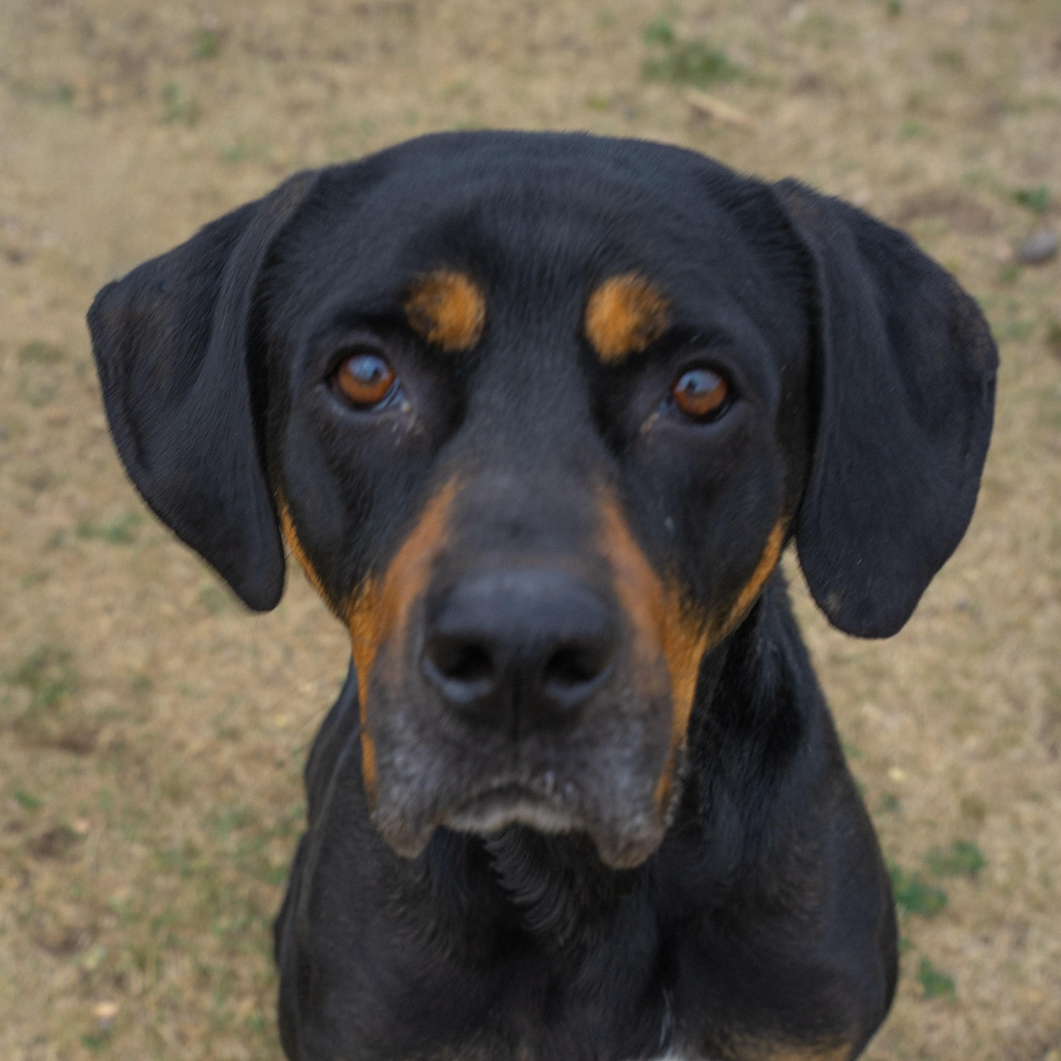 Bayou, a ADOPTABLE mixed breed in Rapid City, SD image 1/6