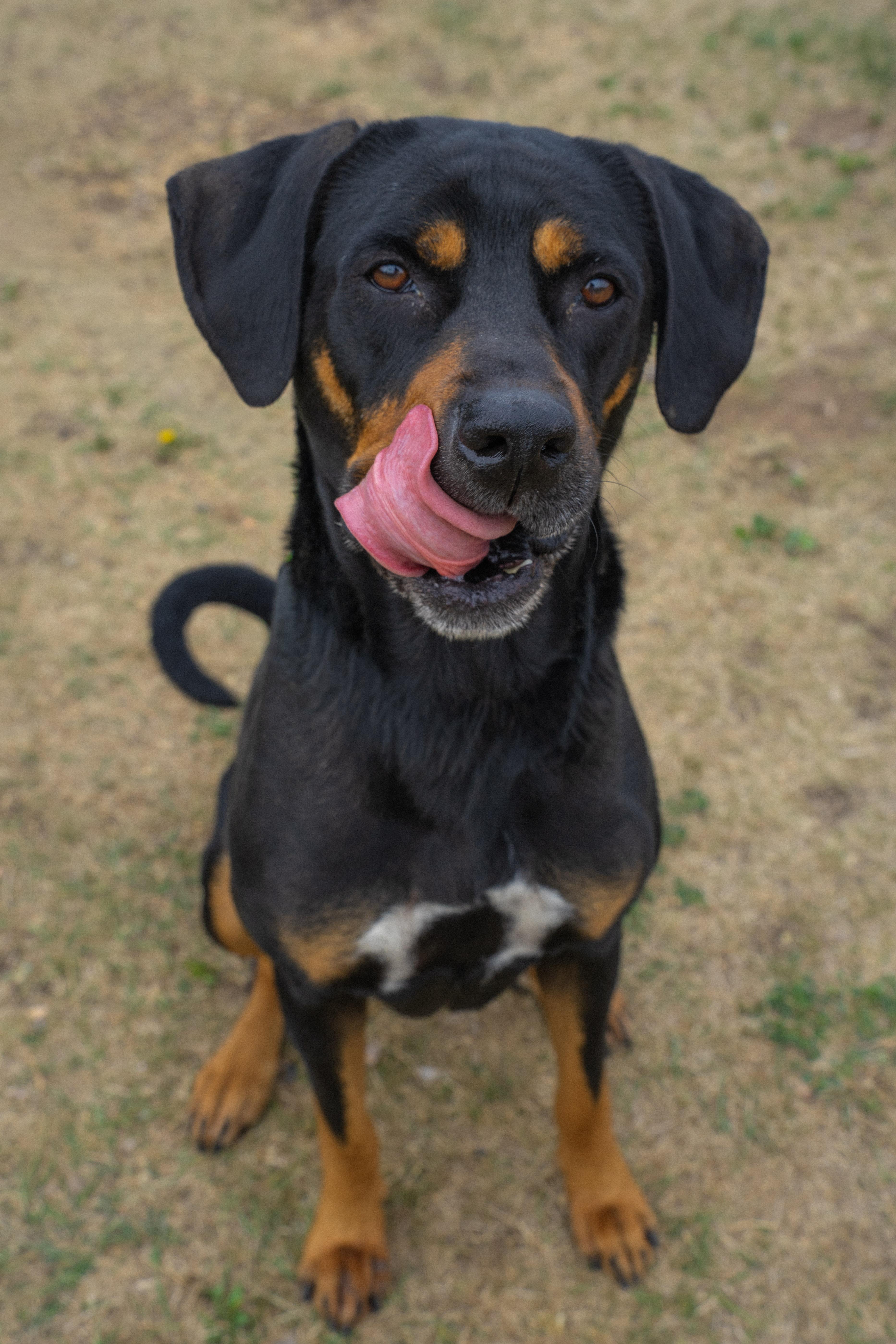 Bayou, a ADOPTABLE mixed breed in Rapid City, SD image 6/6